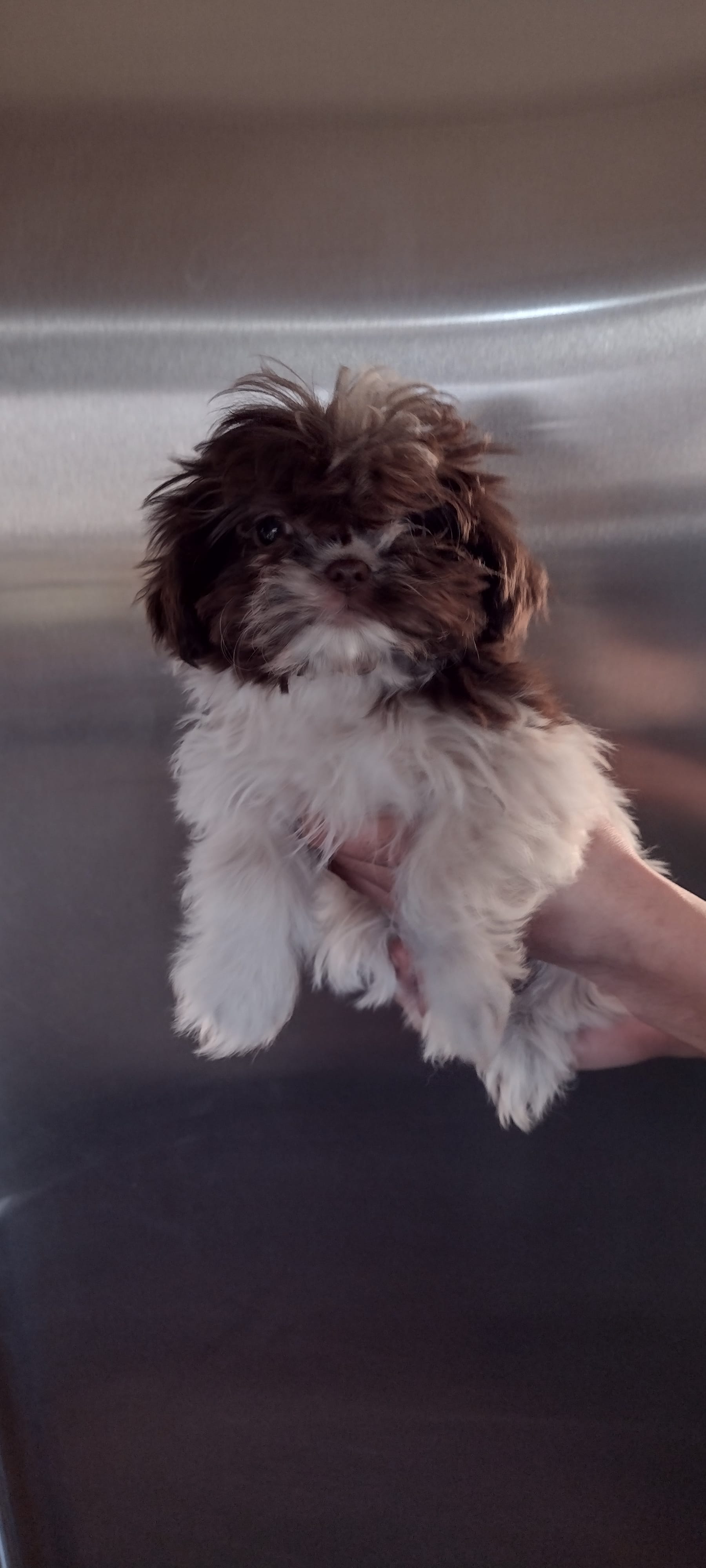 Coco – Shih Tzu puppy for sale in Yakima, WA