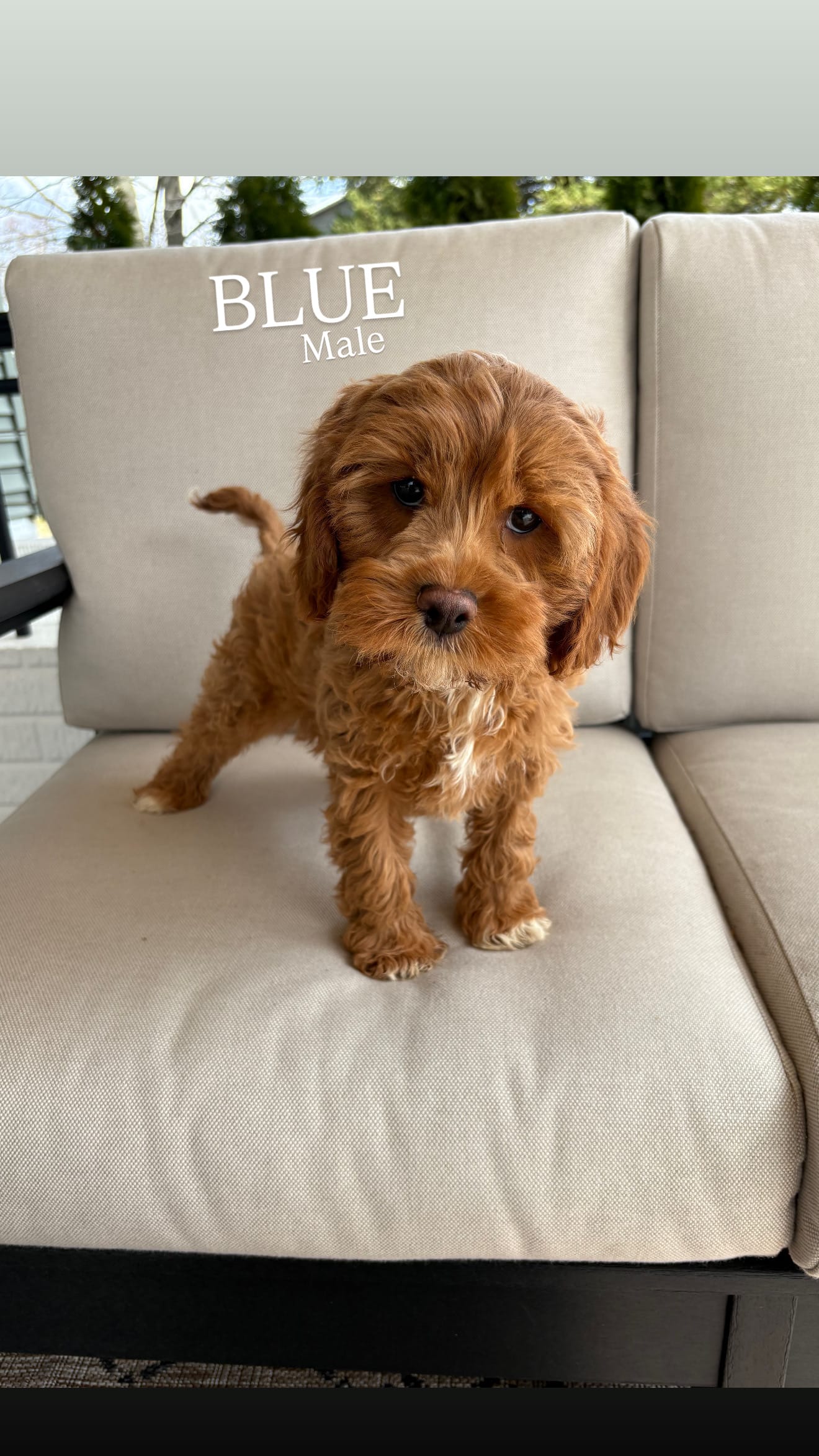 BLUE – Cavapoo puppy for sale in Sugarcreek, OH