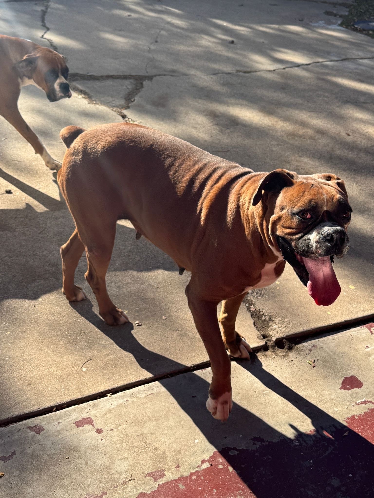Patrona, a female Boxer for sale in Terrell, TX – 3 of 3