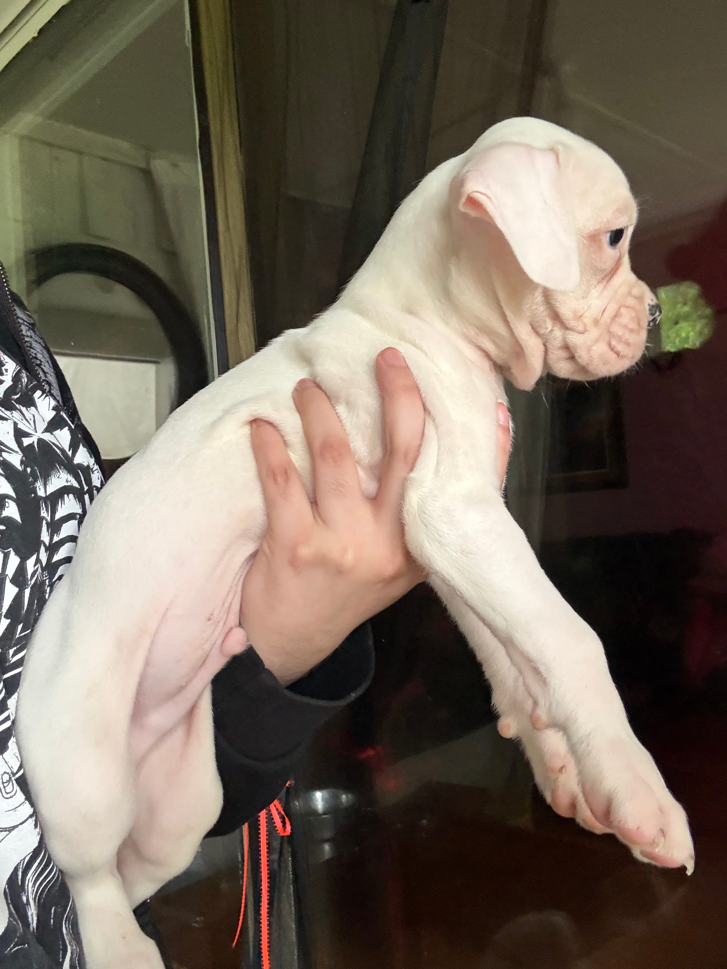 polo, a  Boxer for sale in Terrell, TX – 5 of 7