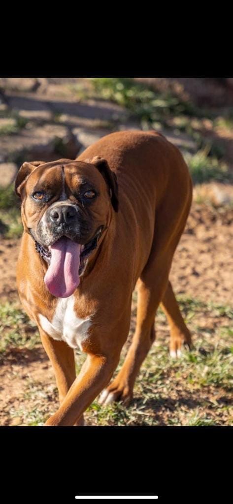 Patrona – Boxer puppy for sale in Terrell, TX