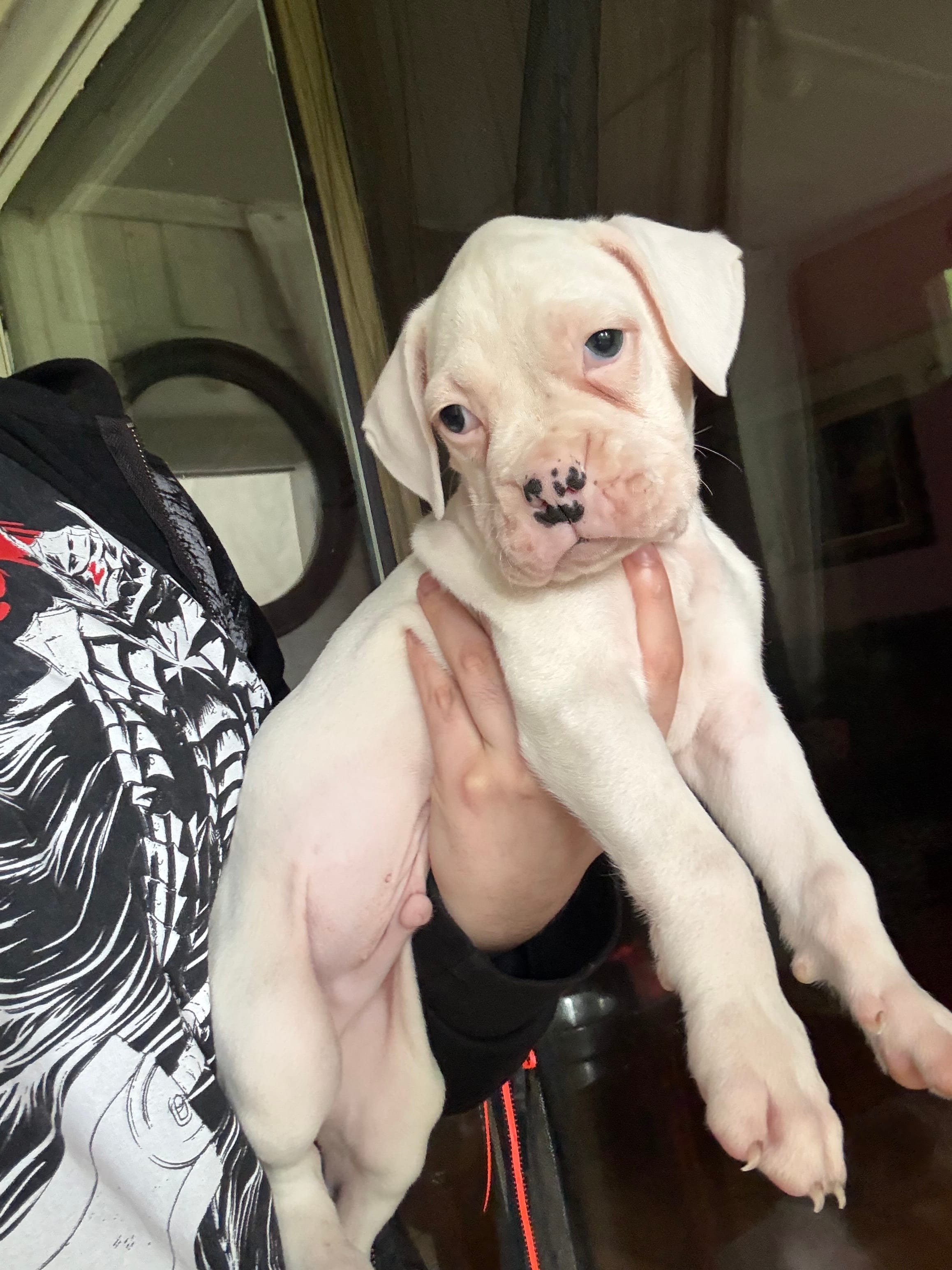 polo, a  Boxer for sale in Terrell, TX – 7 of 7
