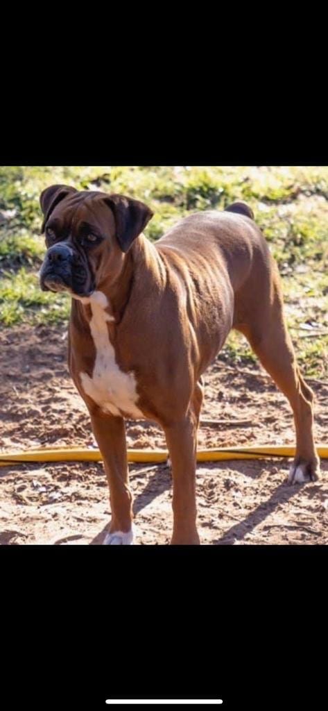Patrona, a female Boxer for sale in Terrell, TX – 2 of 3