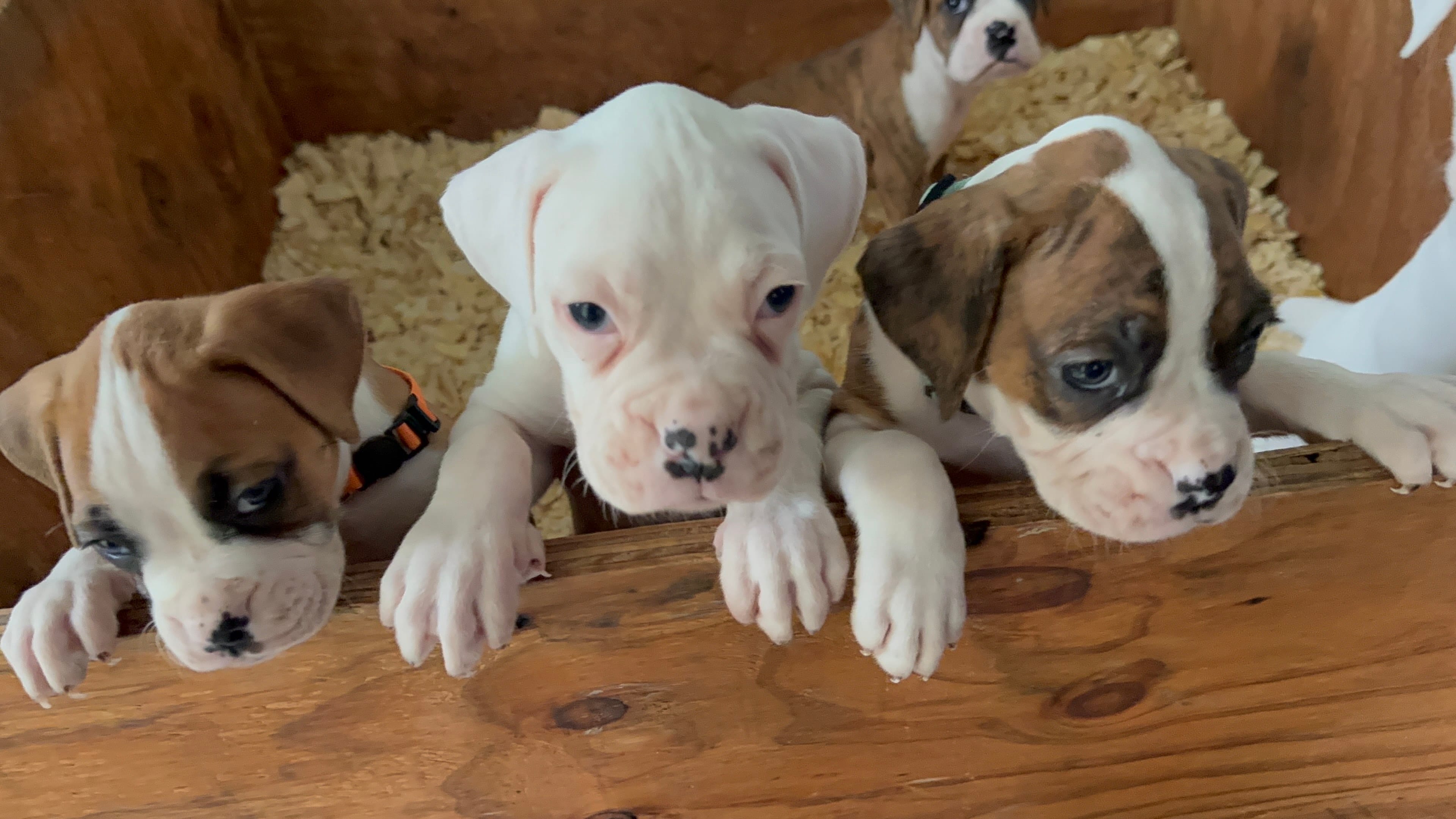 polo, a  Boxer for sale in Terrell, TX – 6 of 7