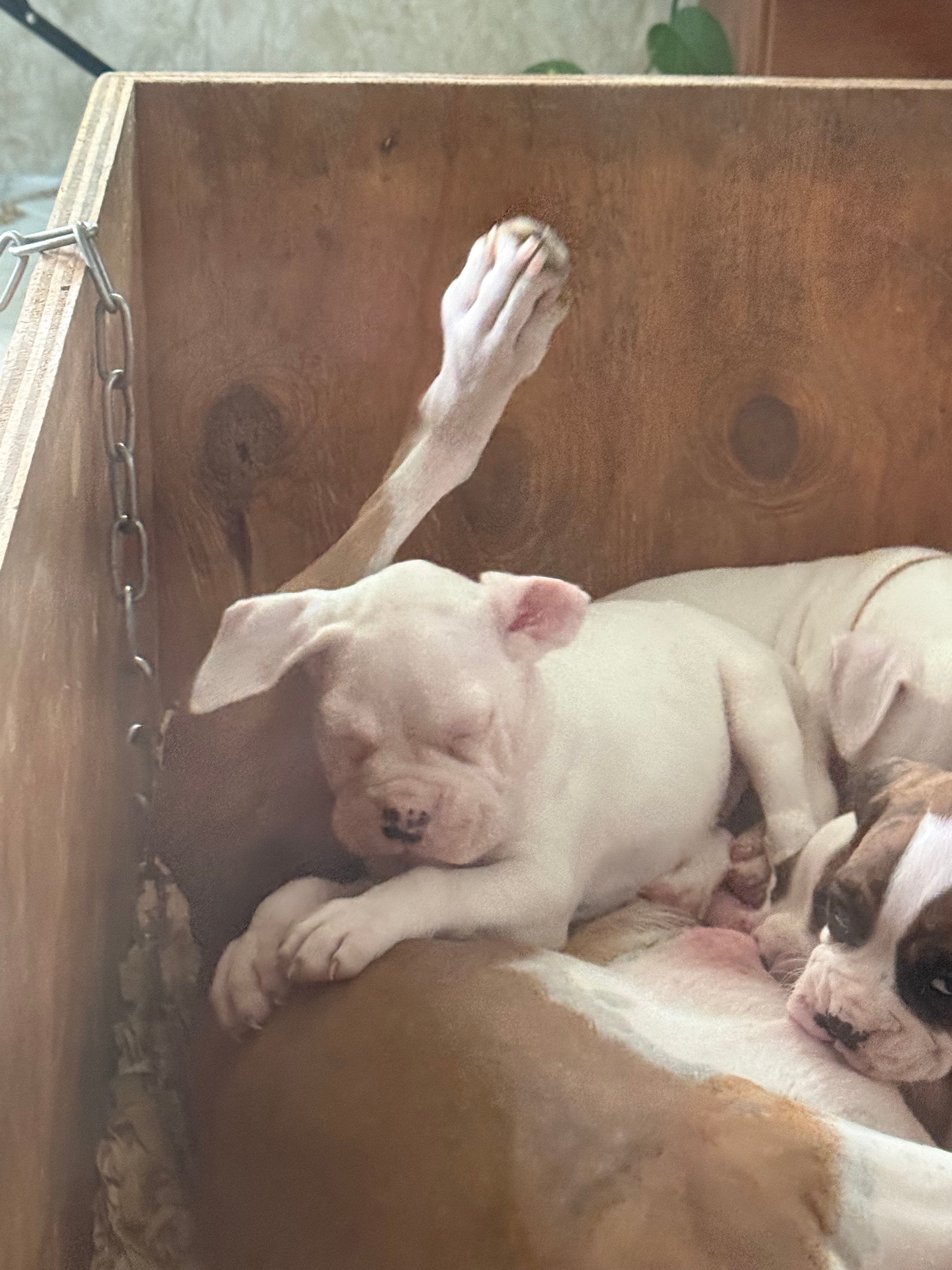 polo, a  Boxer for sale in Terrell, TX – 4 of 7
