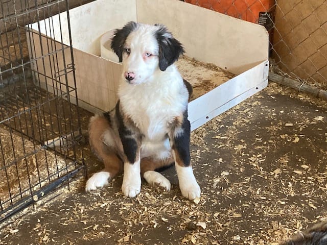 Sandy White Pearl – Australian Shepherd, Bernese Mountain Dog puppy for sale in Red Creek, NY