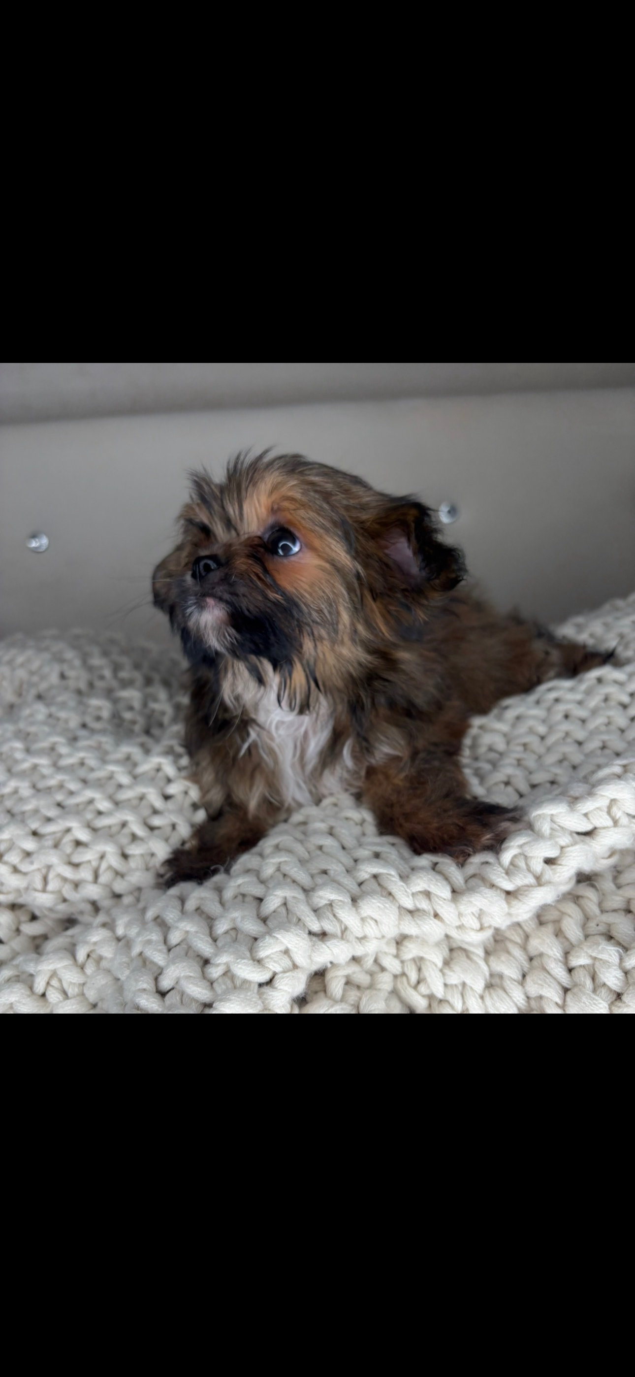 Teddy – Chihuahua, Shih Tzu puppy for sale in Matthews, NC