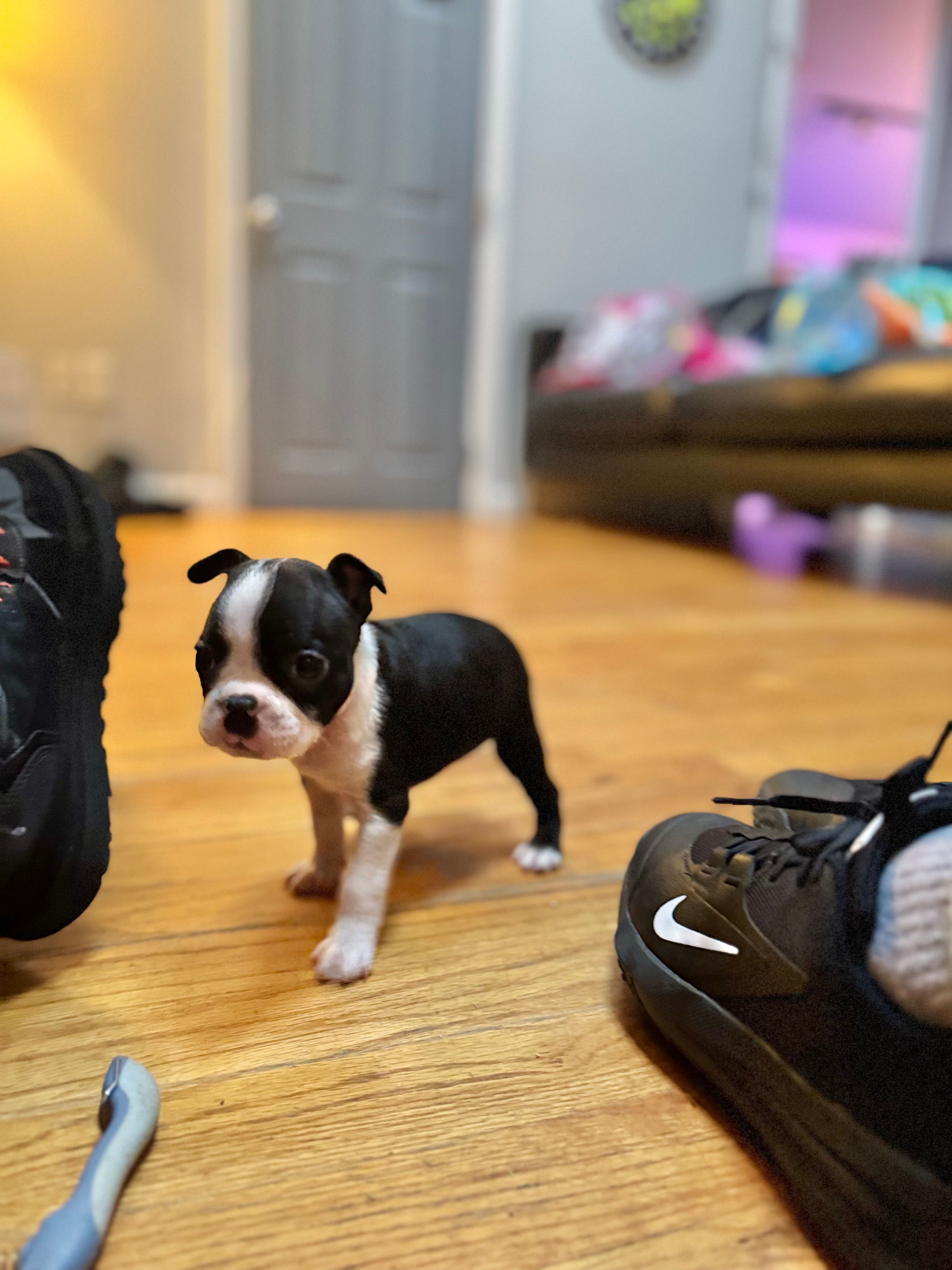 Akc Boston Terrier Male – Boston Terrier puppy for sale in East Weymouth, MA