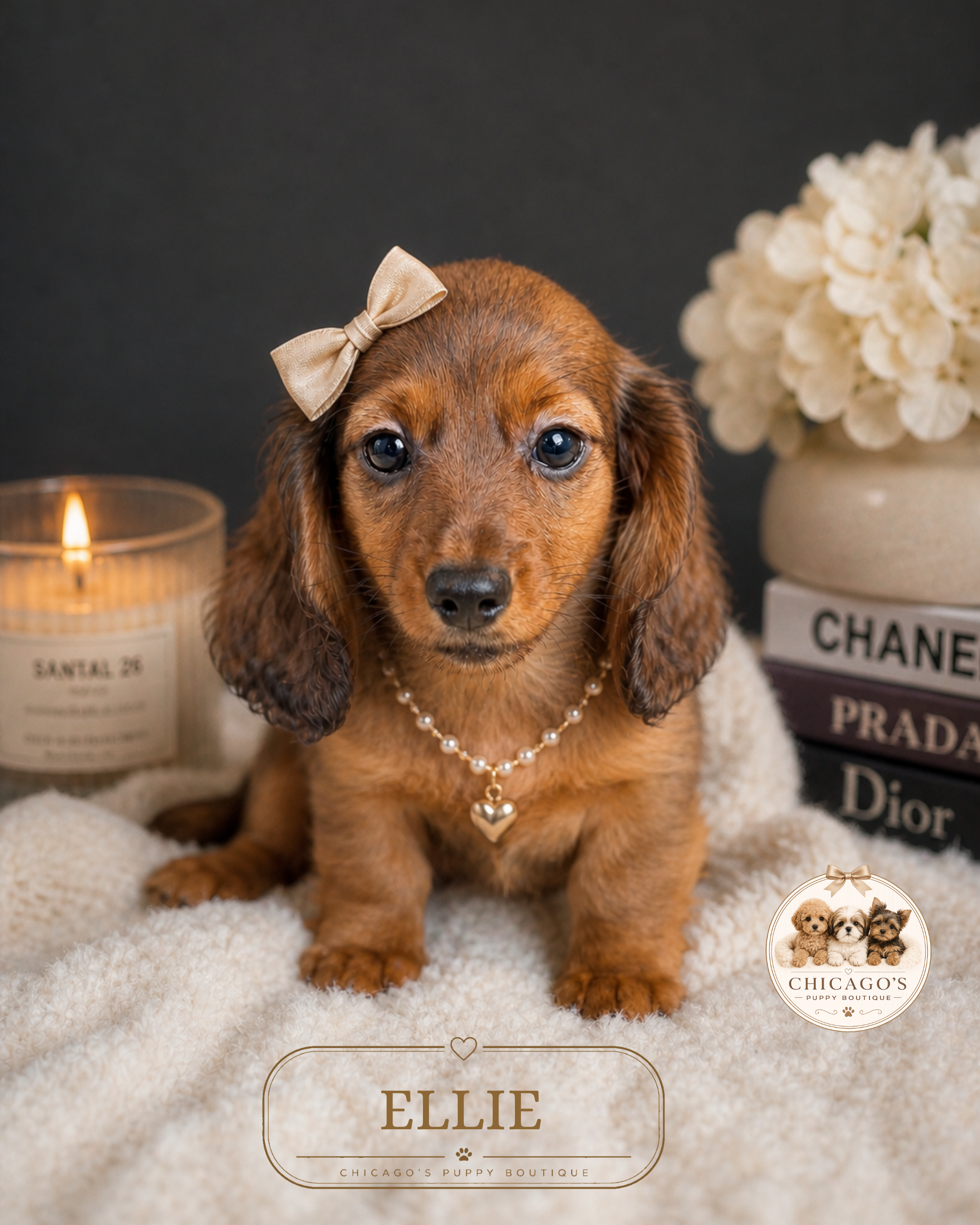 Ellie – Miniature Dachshund puppy for sale in Elmhurst, IL