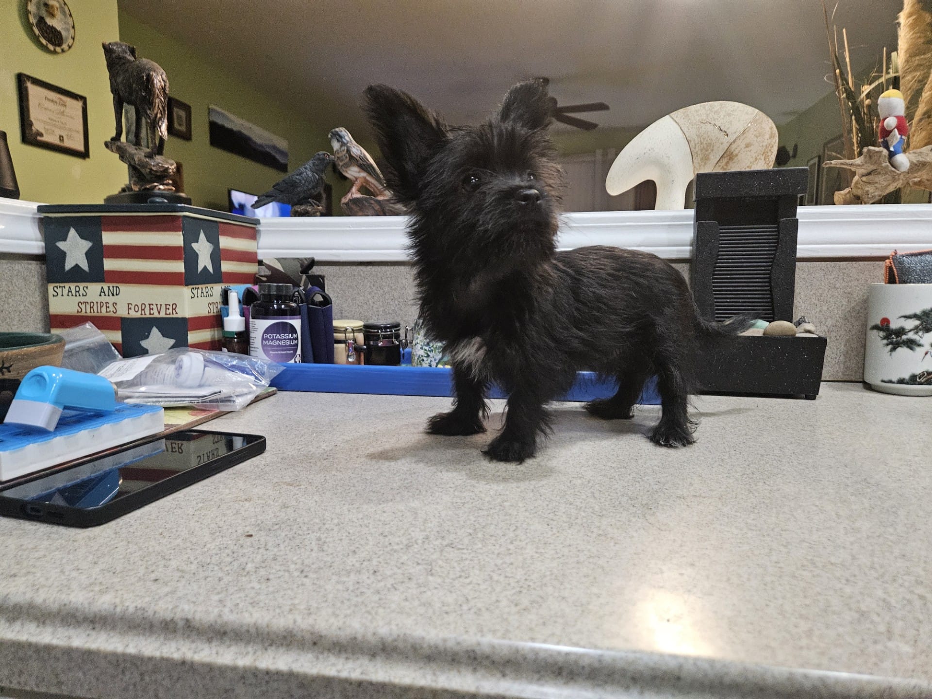 Mary Beth – French Bulldog, Silky Terrier puppy for sale in Jacksonville, FL