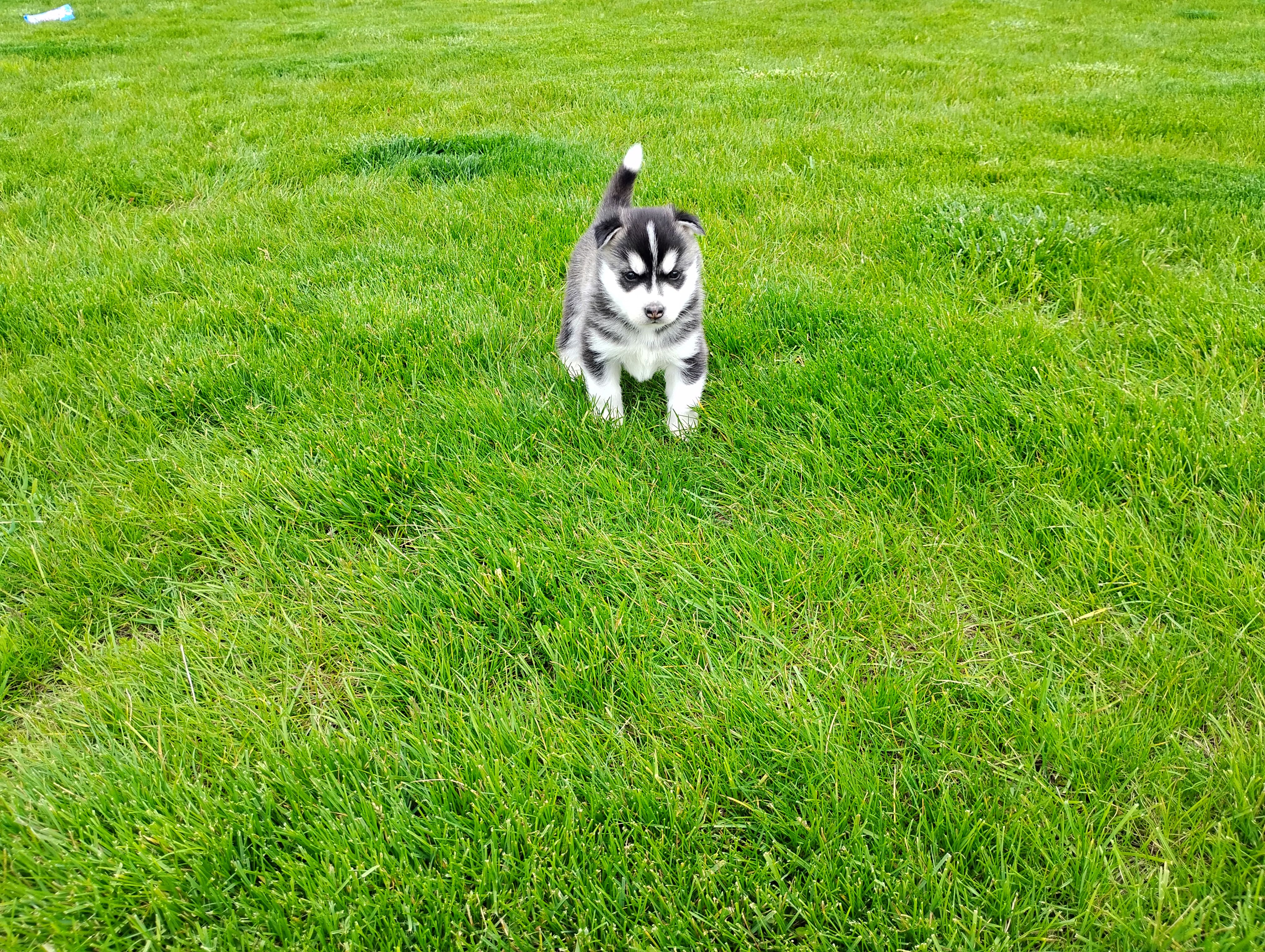 Avery  – Siberian Husky puppy for sale in Spencerville, IN