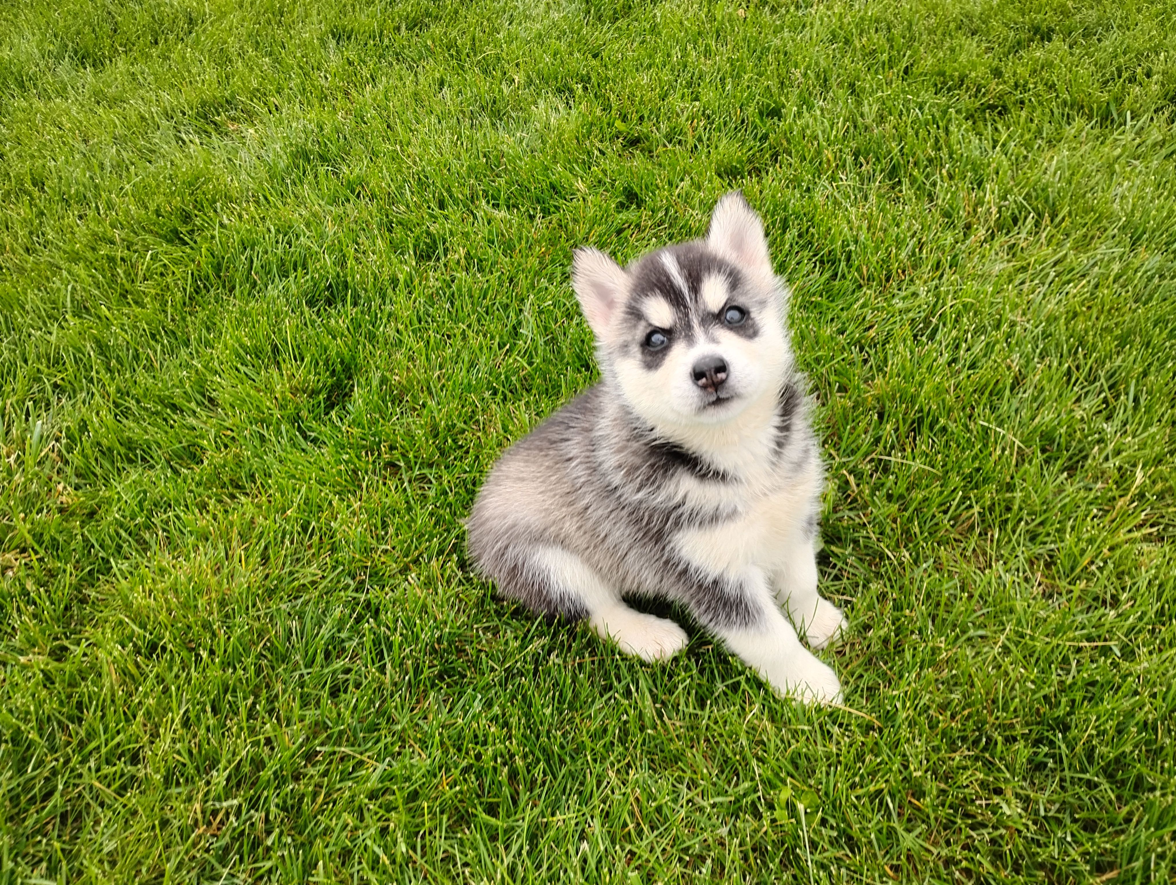 Avery  – Siberian Husky puppy for sale in Spencerville, IN