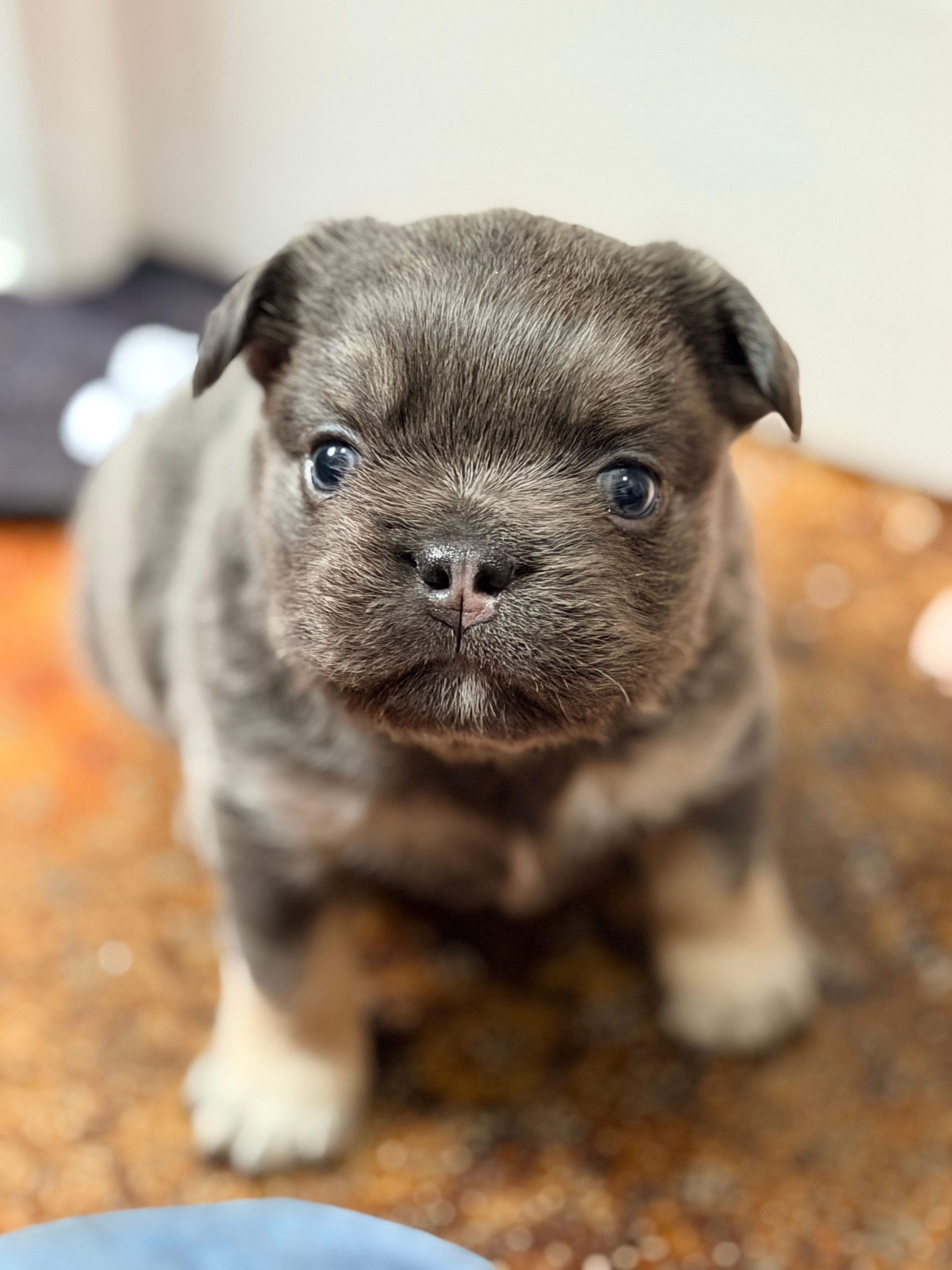 Uno – French Bulldog puppy for sale in Saint Clair, MO