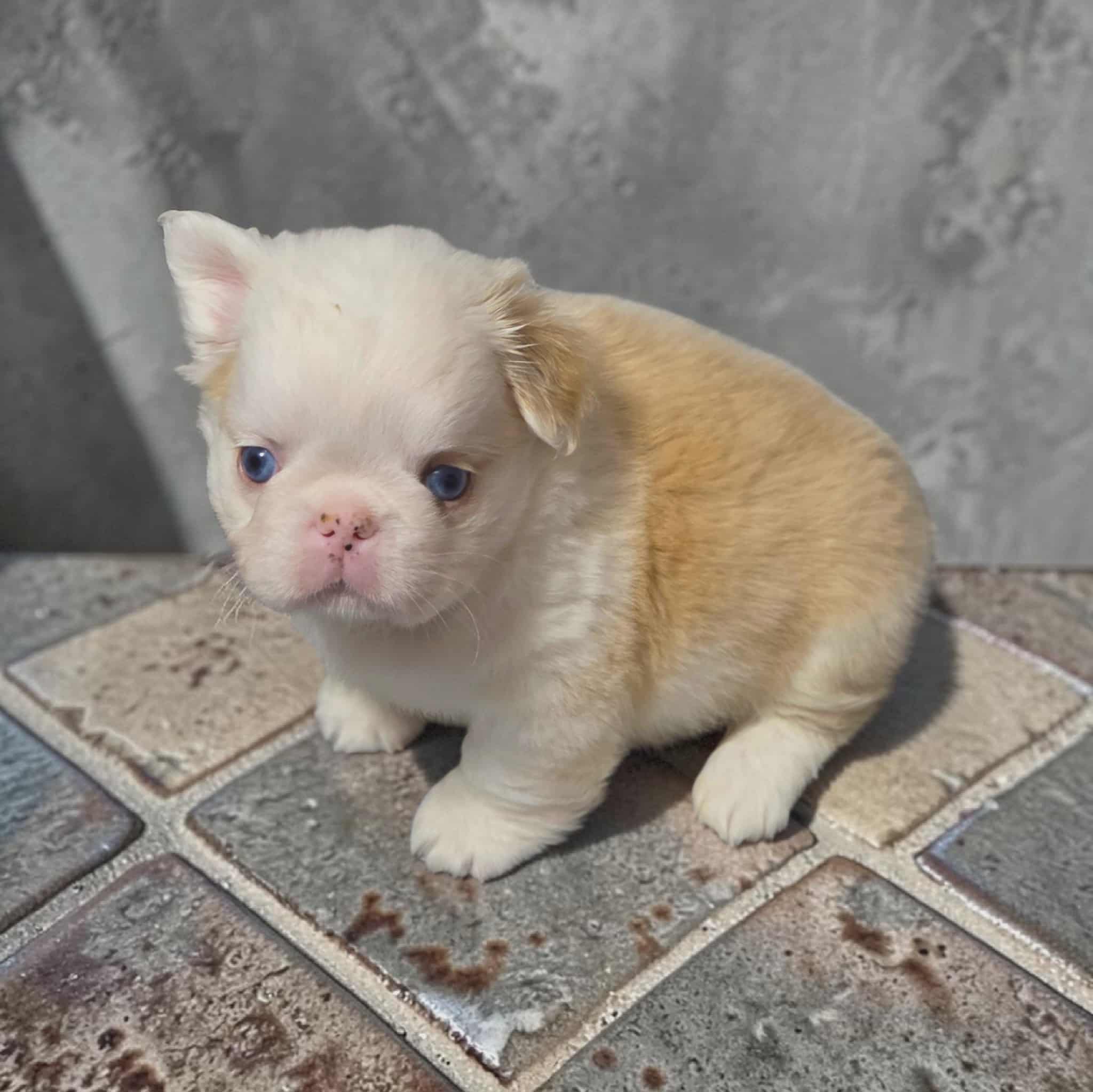 Cadbury – French Bulldog puppy for sale in Saint Clair, MO