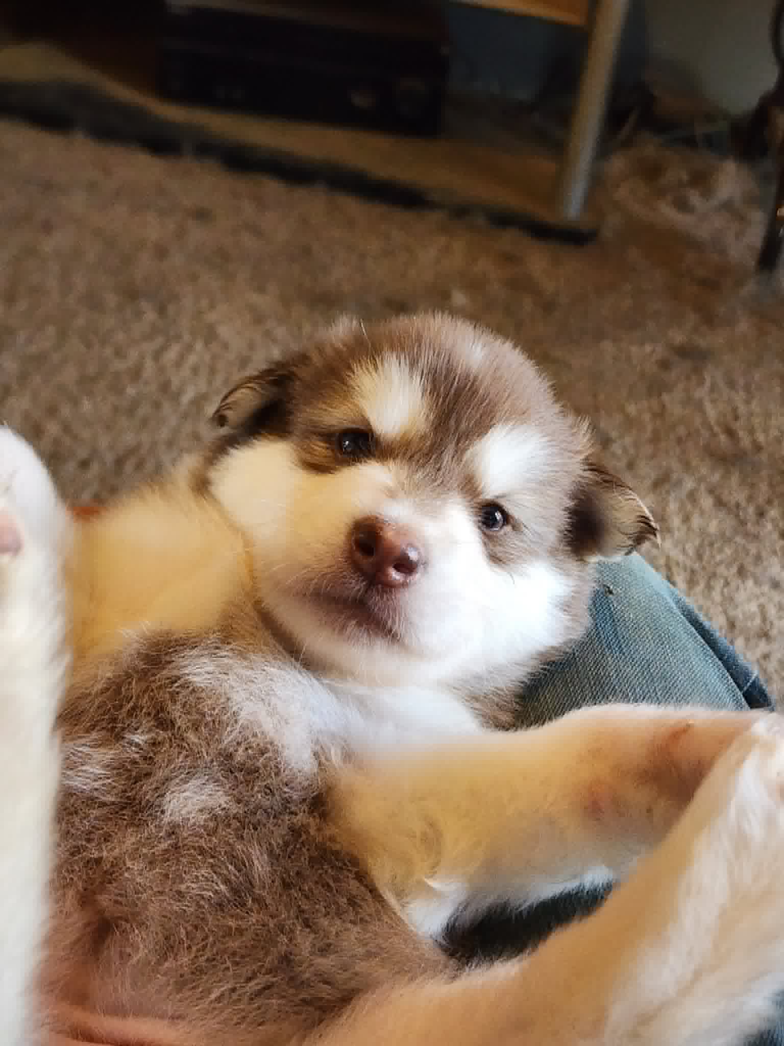 Alyssa – Alaskan Malamute puppy for sale in North Lewisburg, OH