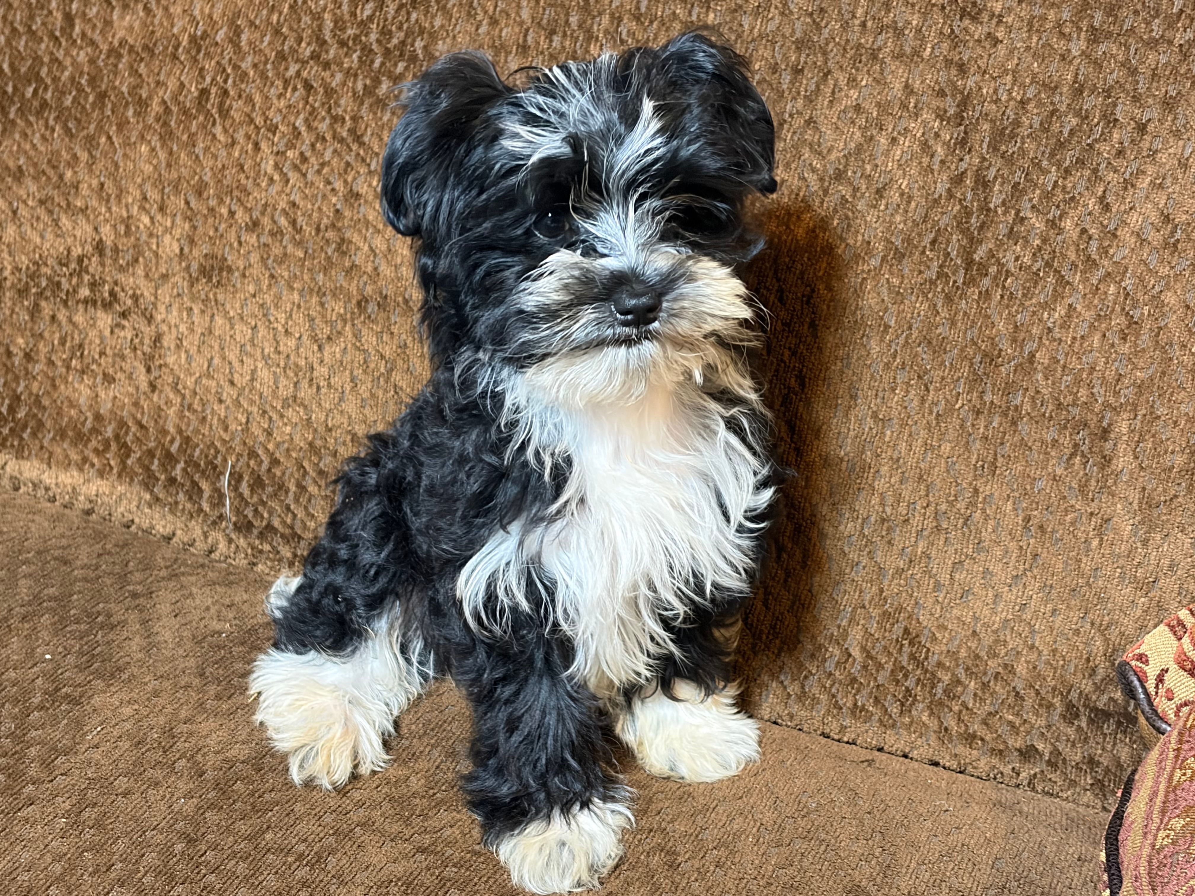 Barry – Havashire puppy for sale in Gray, GA
