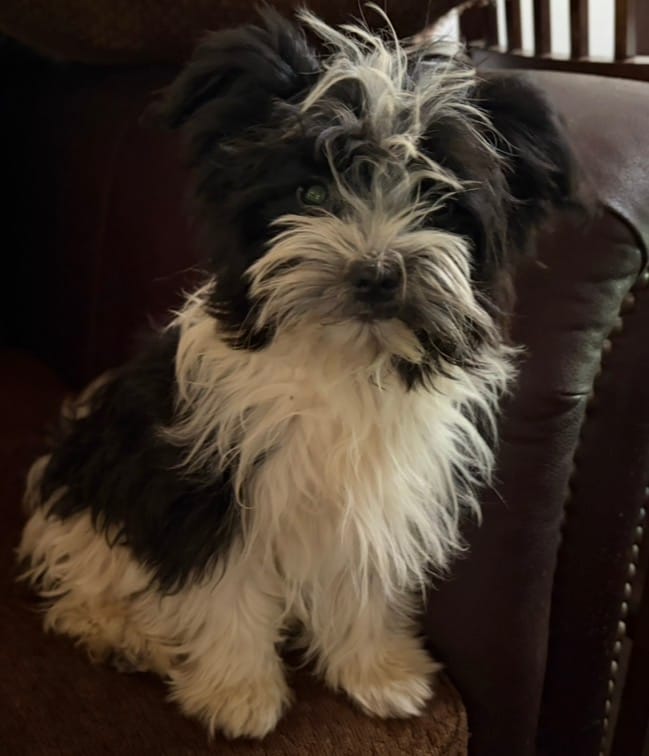 Duke – Havanese, Havashire puppy for sale in Gray, GA