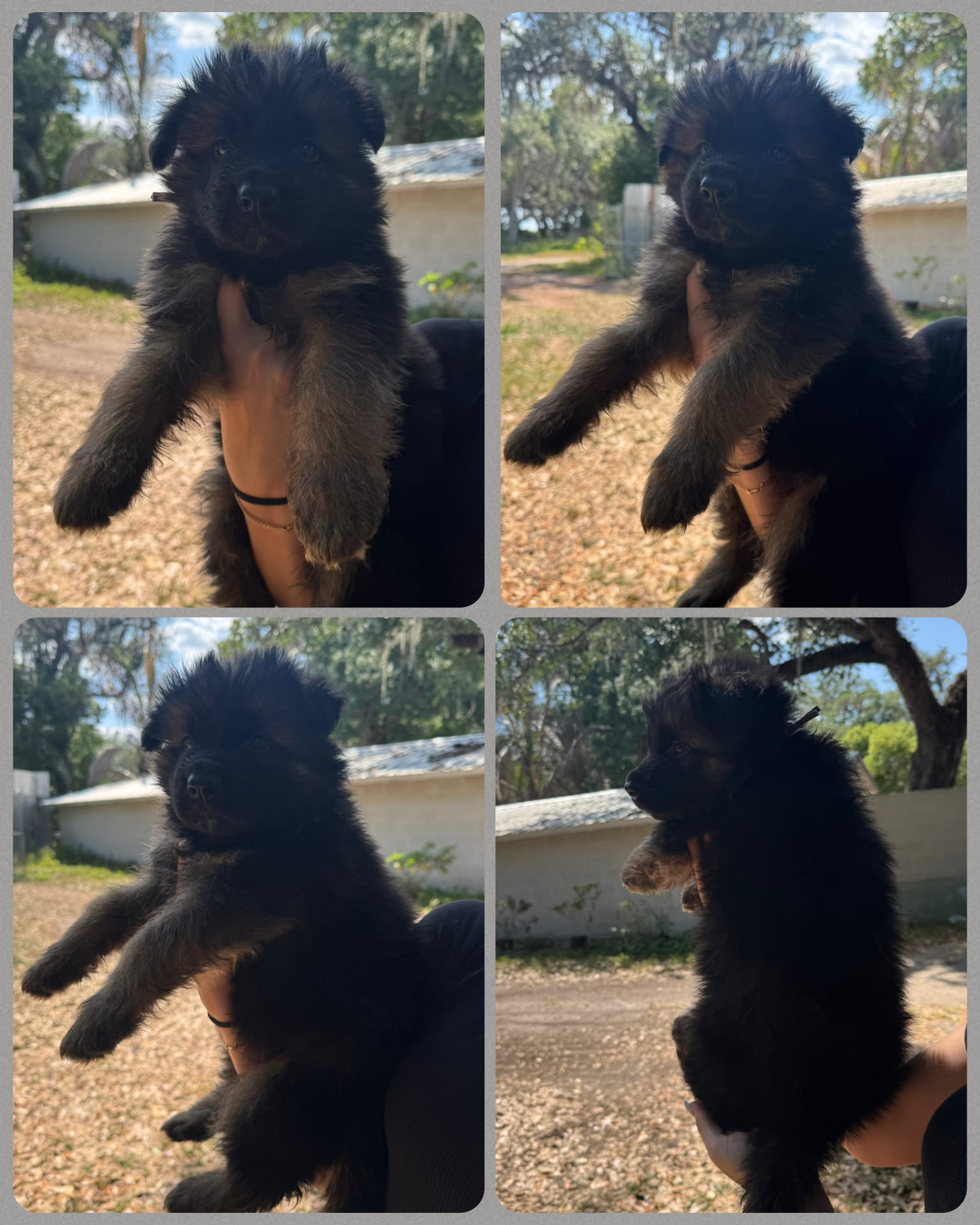 Long haired German Shepherd – German Shepherd Dog puppy for sale in Sarasota, FL