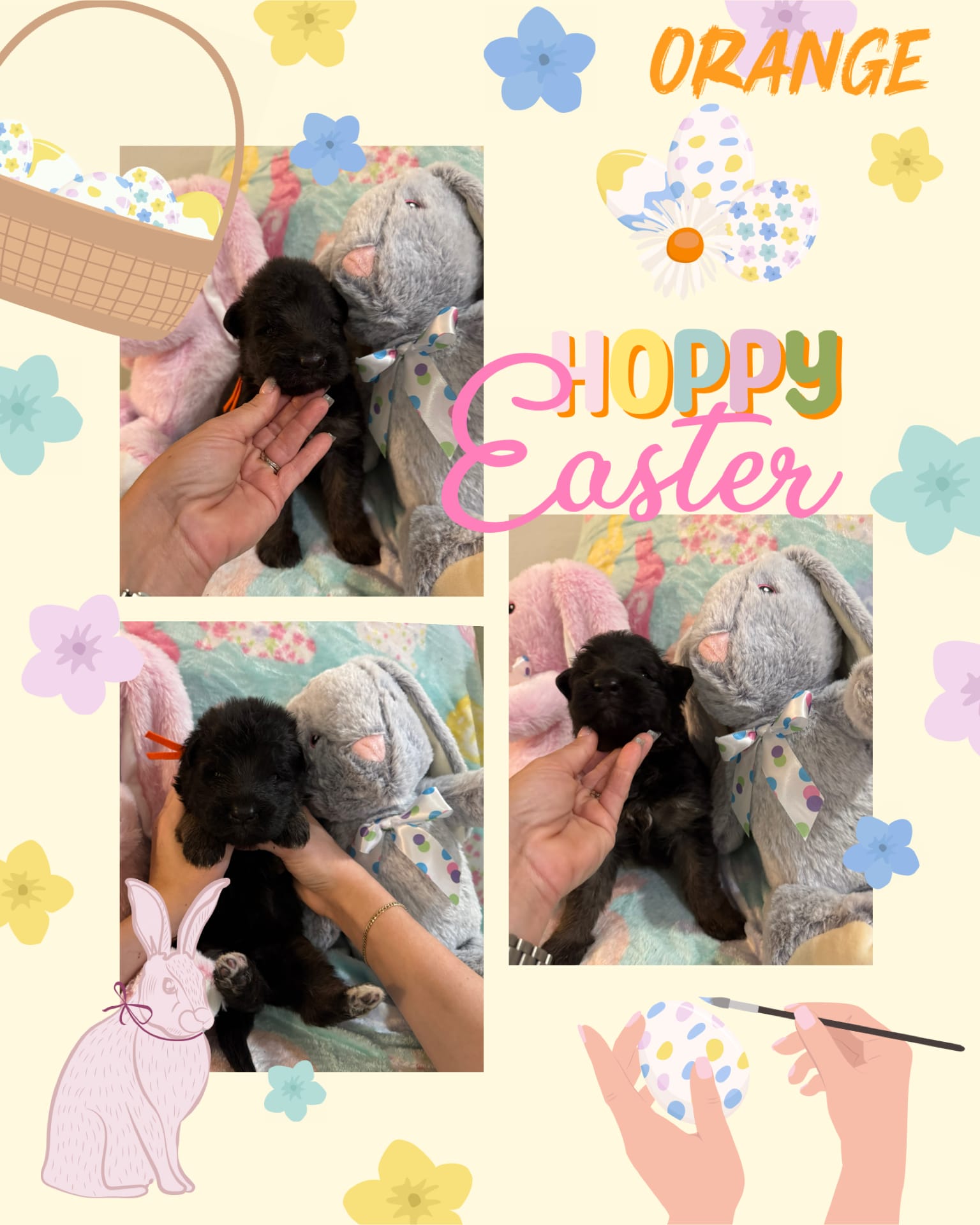 Orange long haired German Shepherd  – German Shepherd Dog puppy for sale in Sarasota, FL