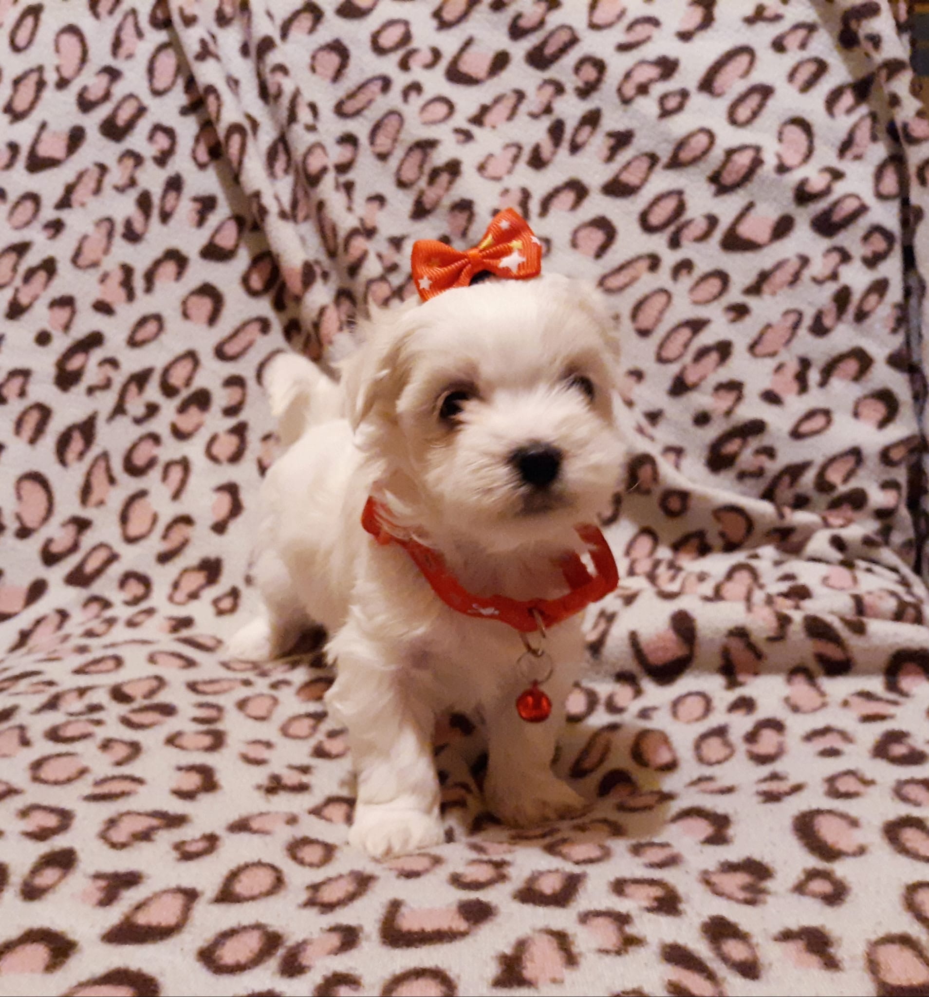 Little red – Maltese puppy on hold in Bonney Lake, WA