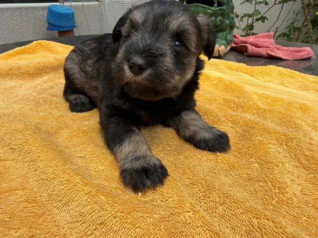 AKCM2-4 – Miniature Schnauzer puppy for sale in Oxnard, CA