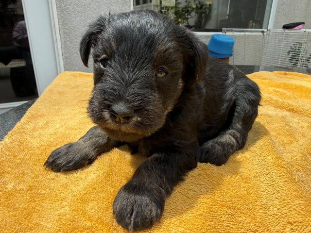 AKCM1-1 – Miniature Schnauzer puppy for sale in Oxnard, CA