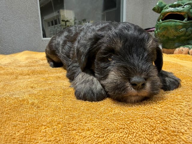 AKCM1-2 – Miniature Schnauzer puppy for sale in Oxnard, CA