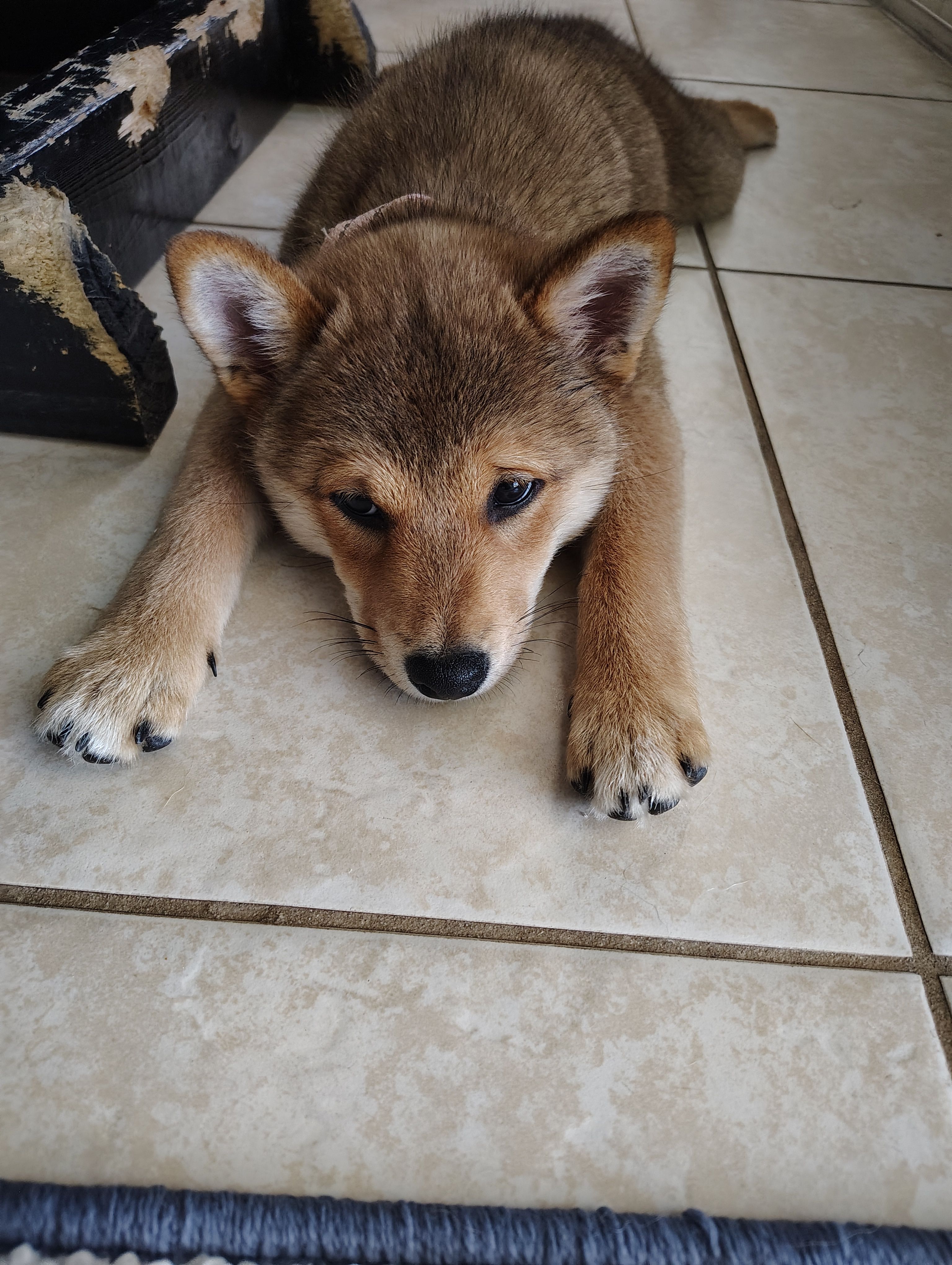Shiba Inu – Shiba Inu puppy for sale in Fort Myers, FL