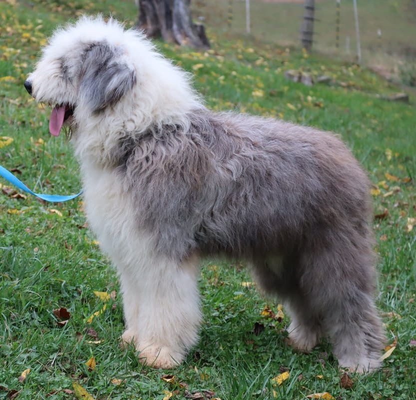 Upcoming AKC Old English Sheepdog Puppies! – Old English Sheepdog puppy for sale in Dryden, VA