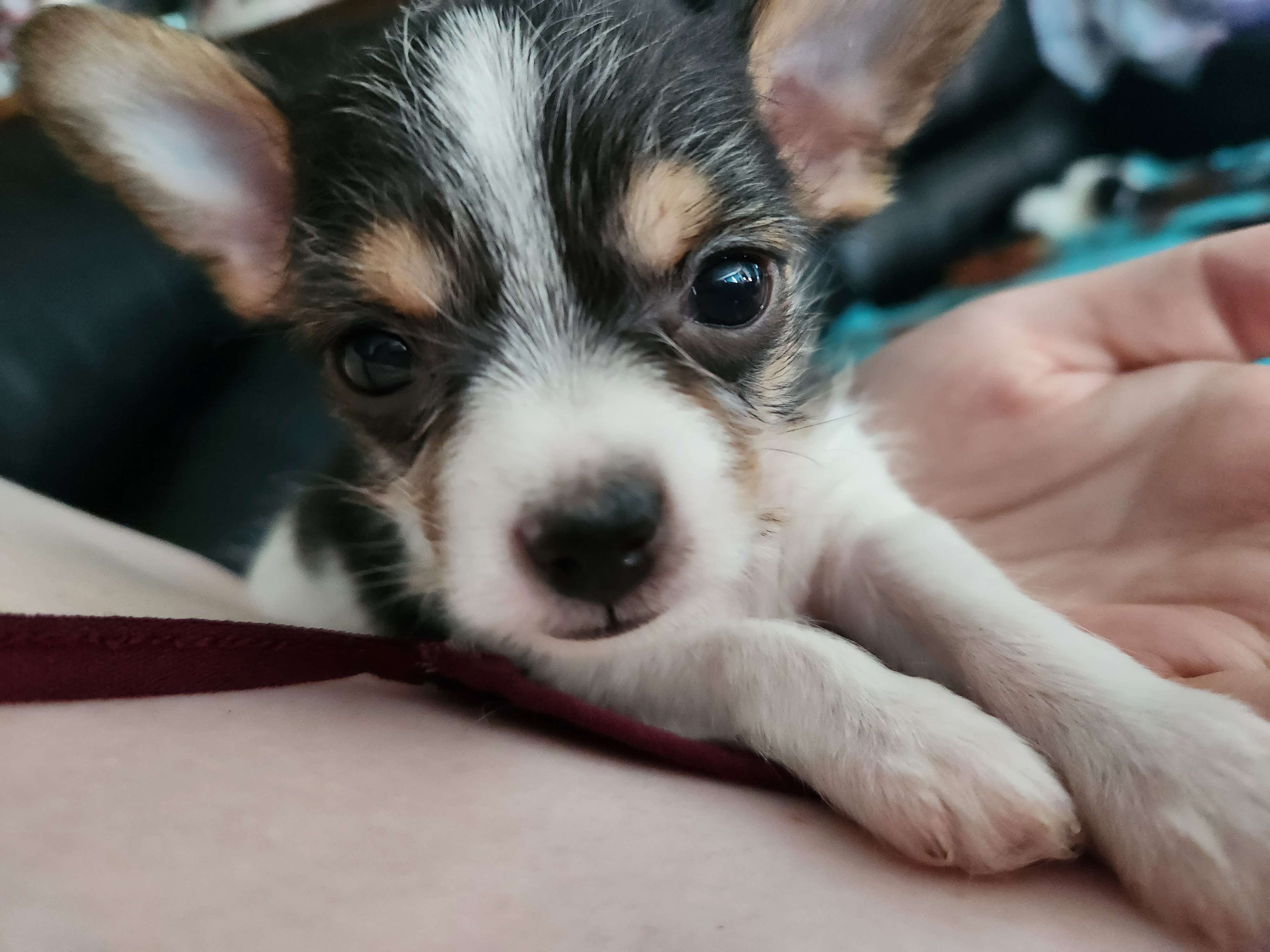 Jack Jack – Chorkie puppy for sale in Columbus, OH