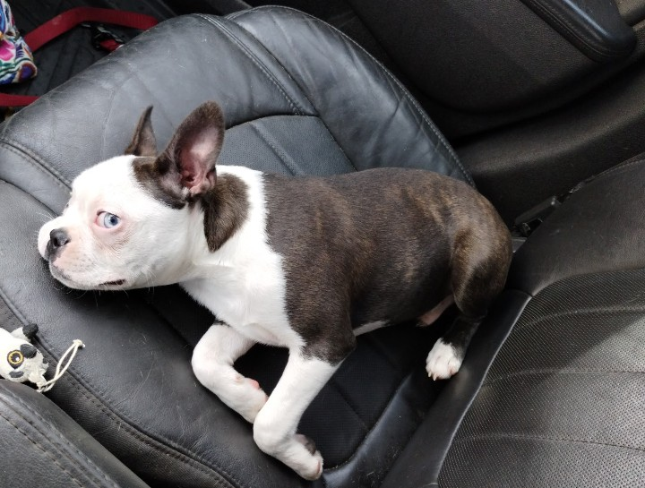 Smurfy – Boston Terrier puppy for sale in Chester, SC