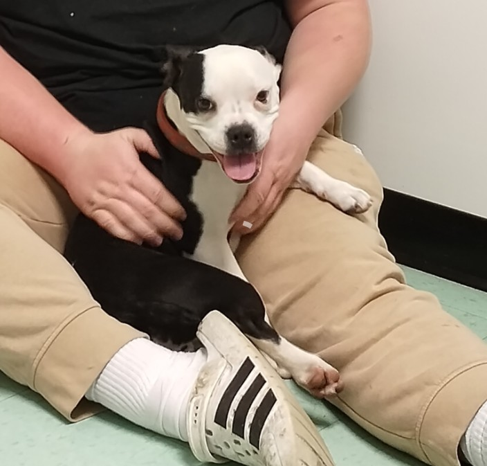 Squeaky, a female Boston Terrier and French Bulldog for sale in Chester, SC – Photo 8 of 8