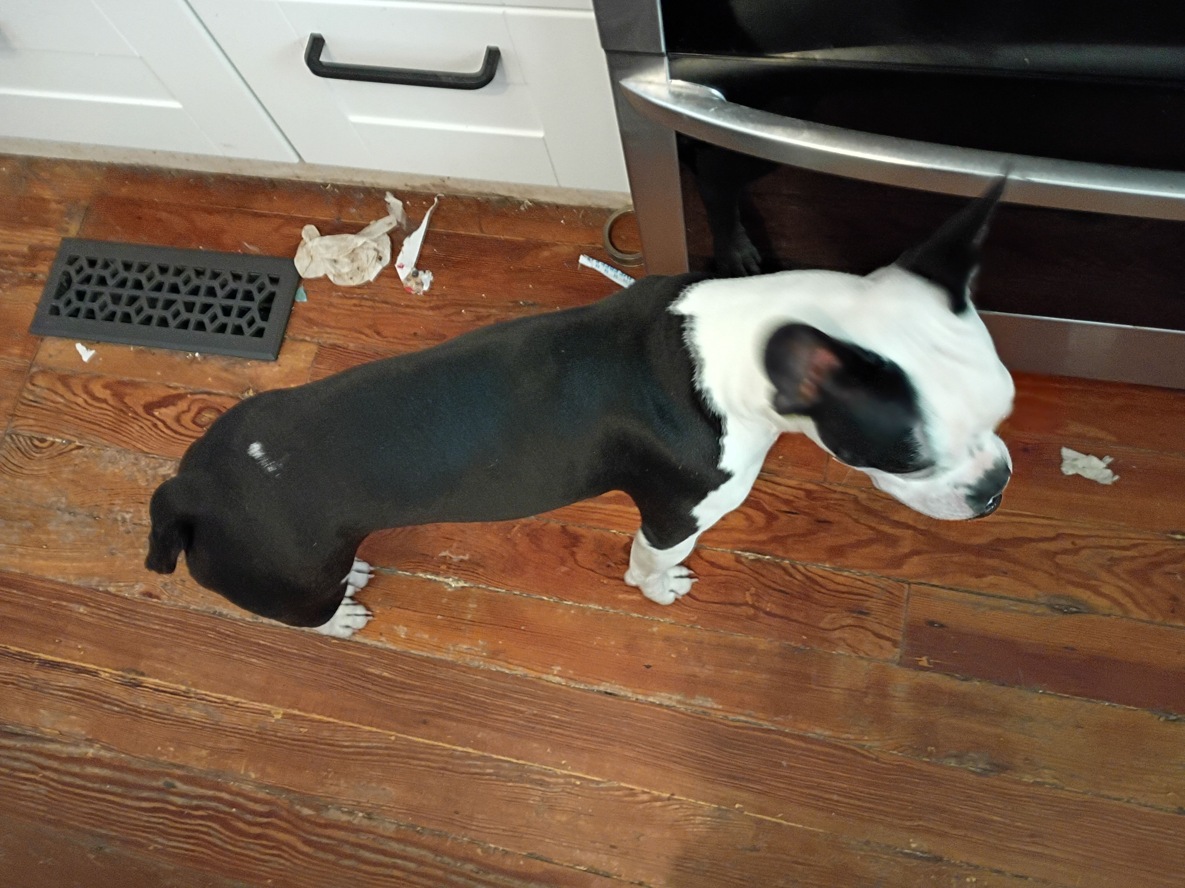 Squeaky, a female Boston Terrier and French Bulldog for sale in Chester, SC – Photo 2 of 8