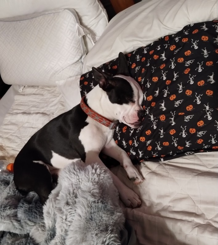 Squeaky, a female Boston Terrier and French Bulldog for sale in Chester, SC – Photo 7 of 8