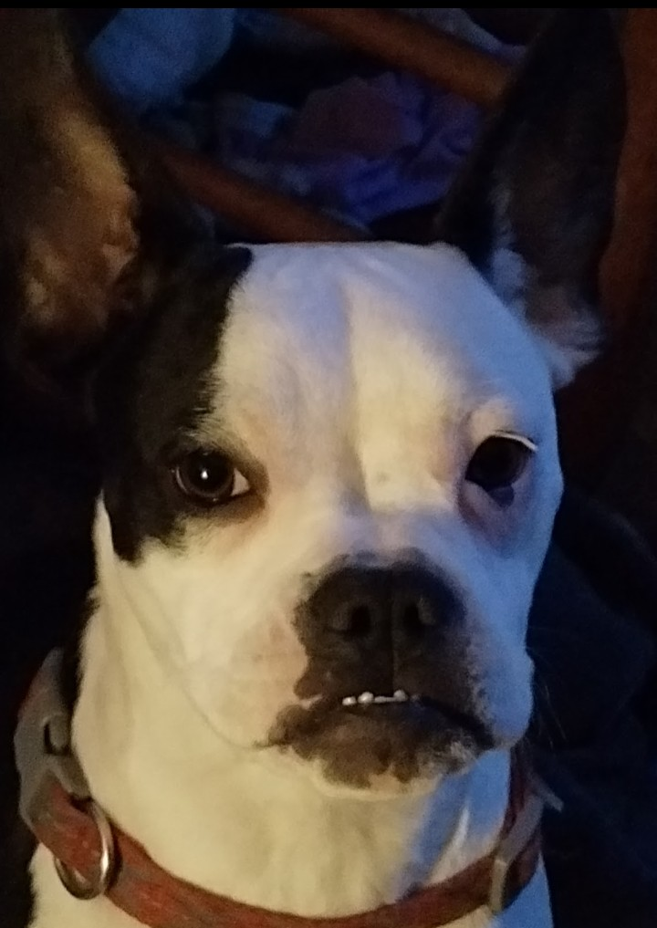 Squeaky, a female Boston Terrier and French Bulldog for sale in Chester, SC – Photo 5 of 8