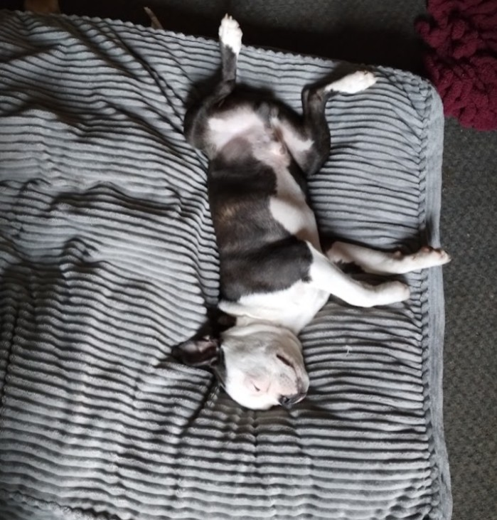 Smurfy, a male Boston Terrier for sale in Chester, SC – Photo 2 of 2