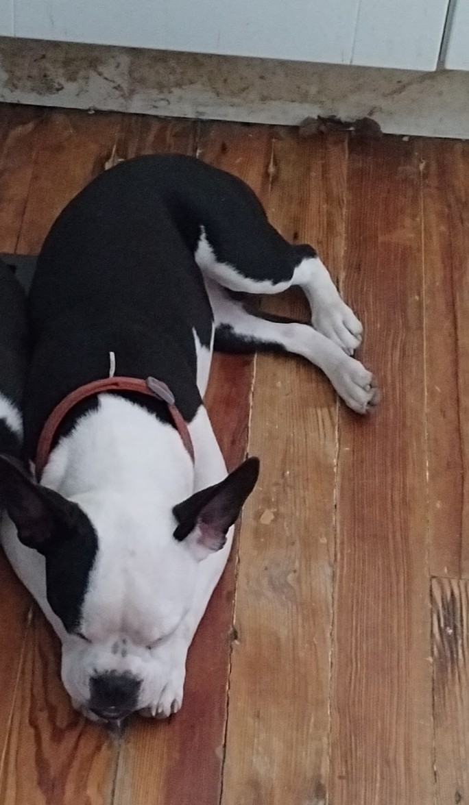 Squeaky, a female Boston Terrier and French Bulldog for sale in Chester, SC – Photo 3 of 8