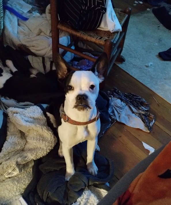Squeaky, a female Boston Terrier and French Bulldog for sale in Chester, SC – Photo 4 of 8