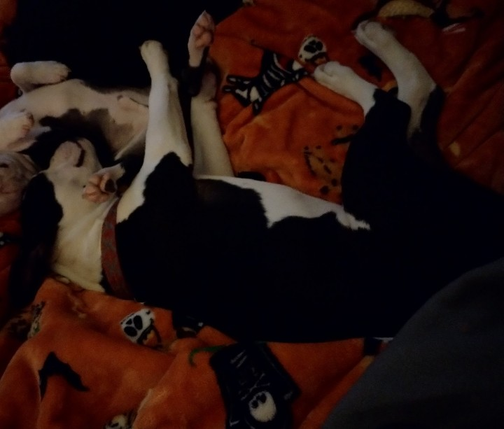 Squeaky, a female Boston Terrier and French Bulldog for sale in Chester, SC – Photo 6 of 8