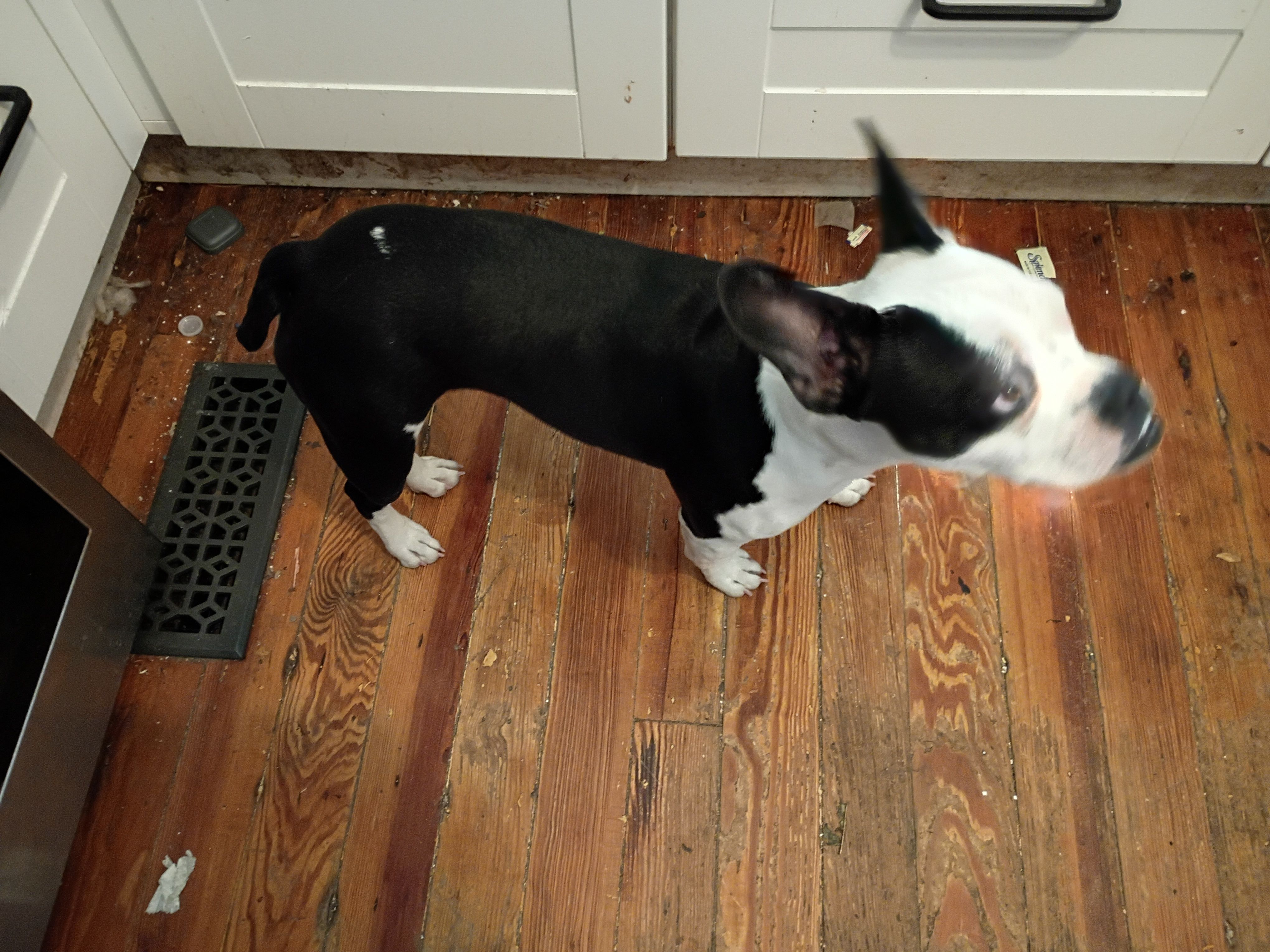 Squeaky – Boston Terrier, French Bulldog puppy for sale in Chester, SC