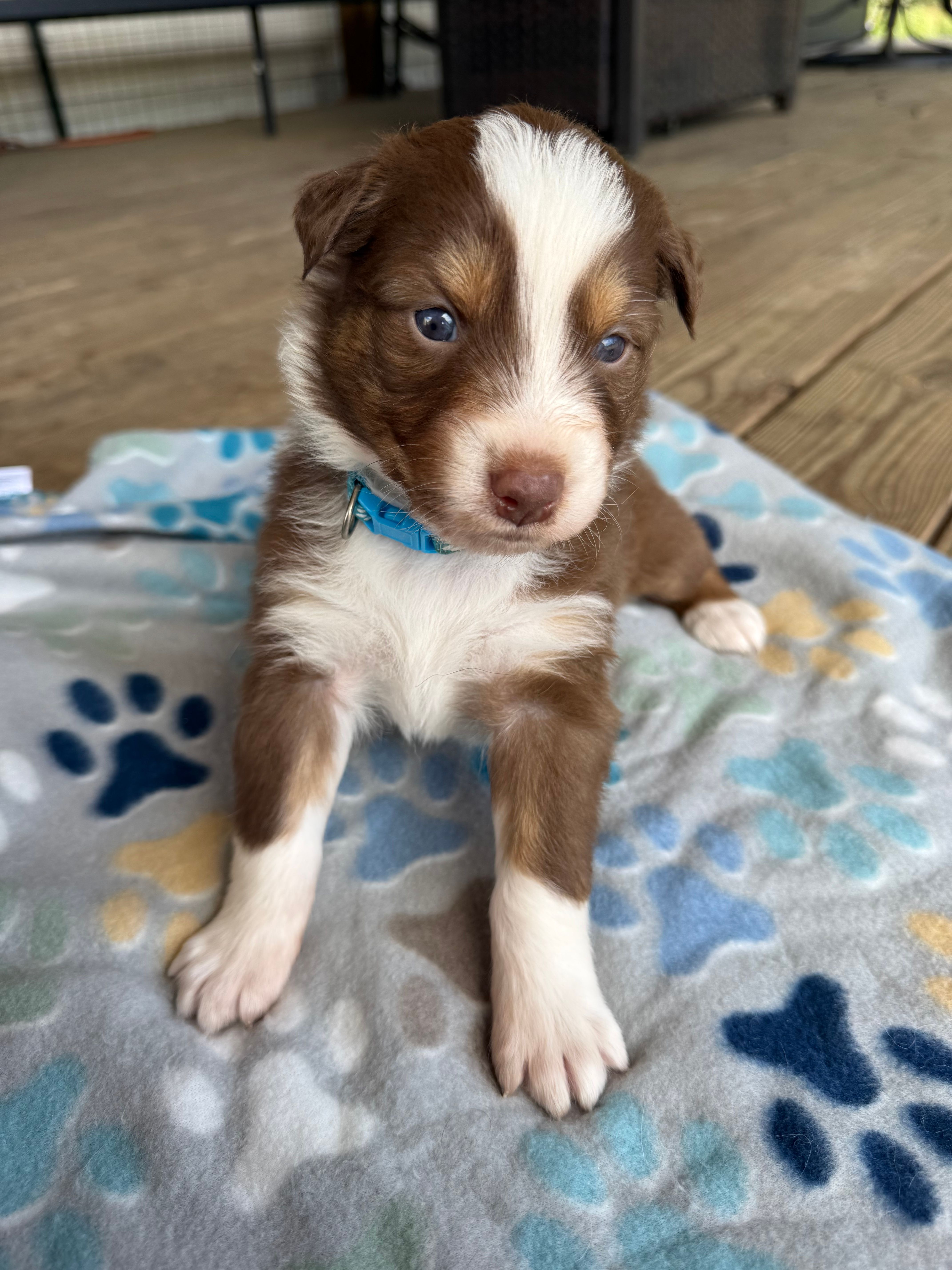 Light Blue Collar  – Australian Shepherd puppy for sale in Live Oak, FL