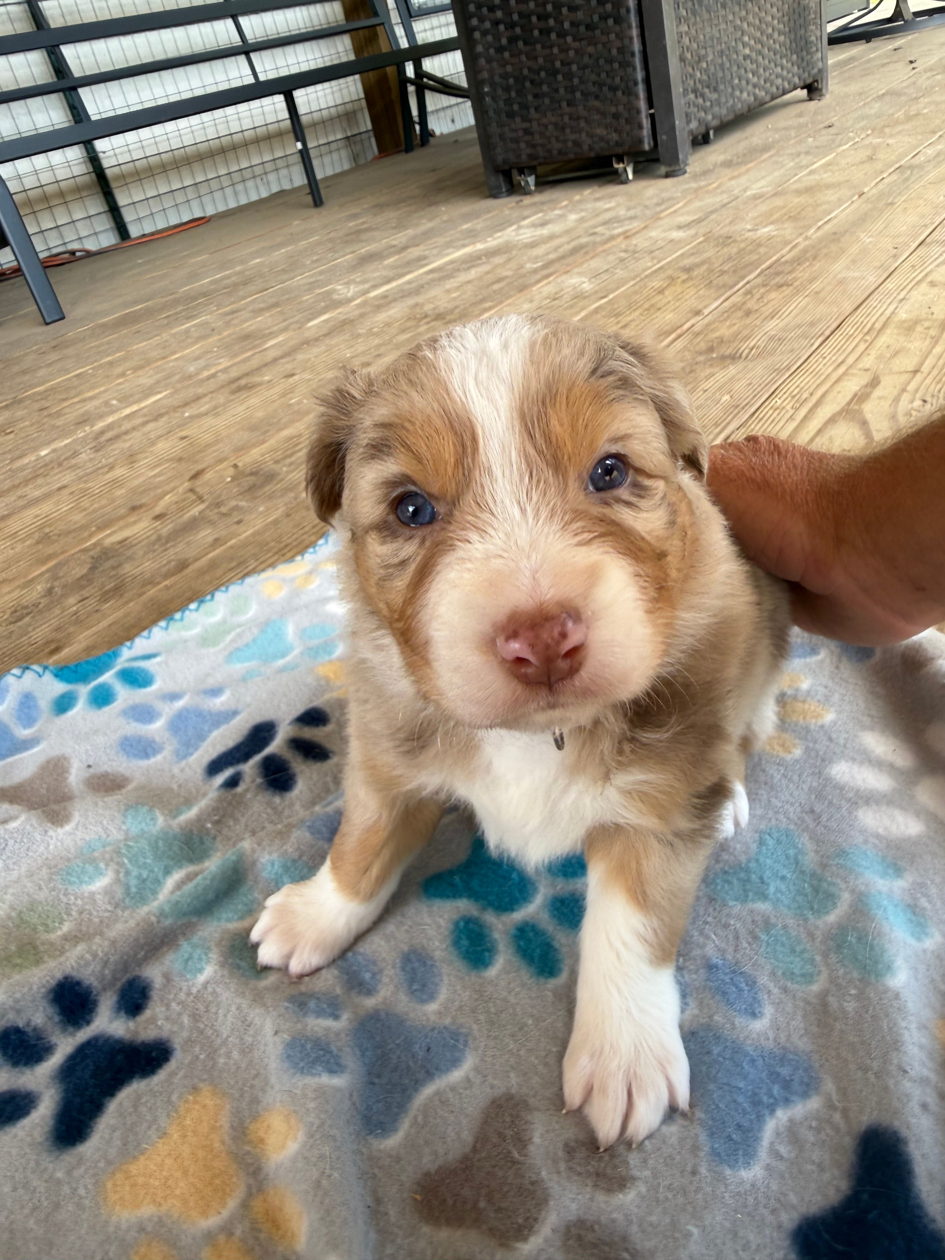 Purple Collar  – Australian Shepherd puppy for sale in Live Oak, FL
