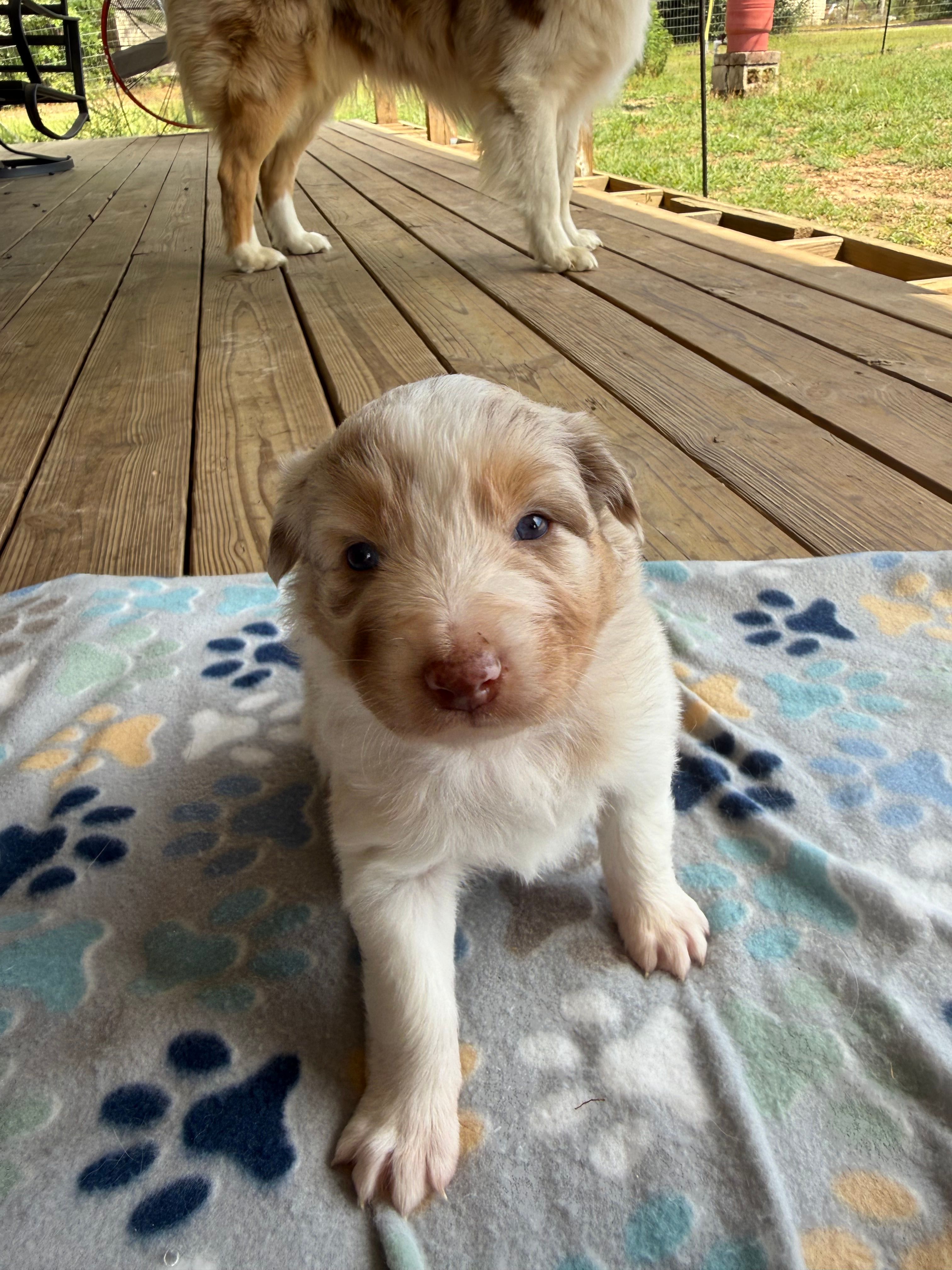 Pink Collar  – Australian Shepherd puppy for sale in Live Oak, FL