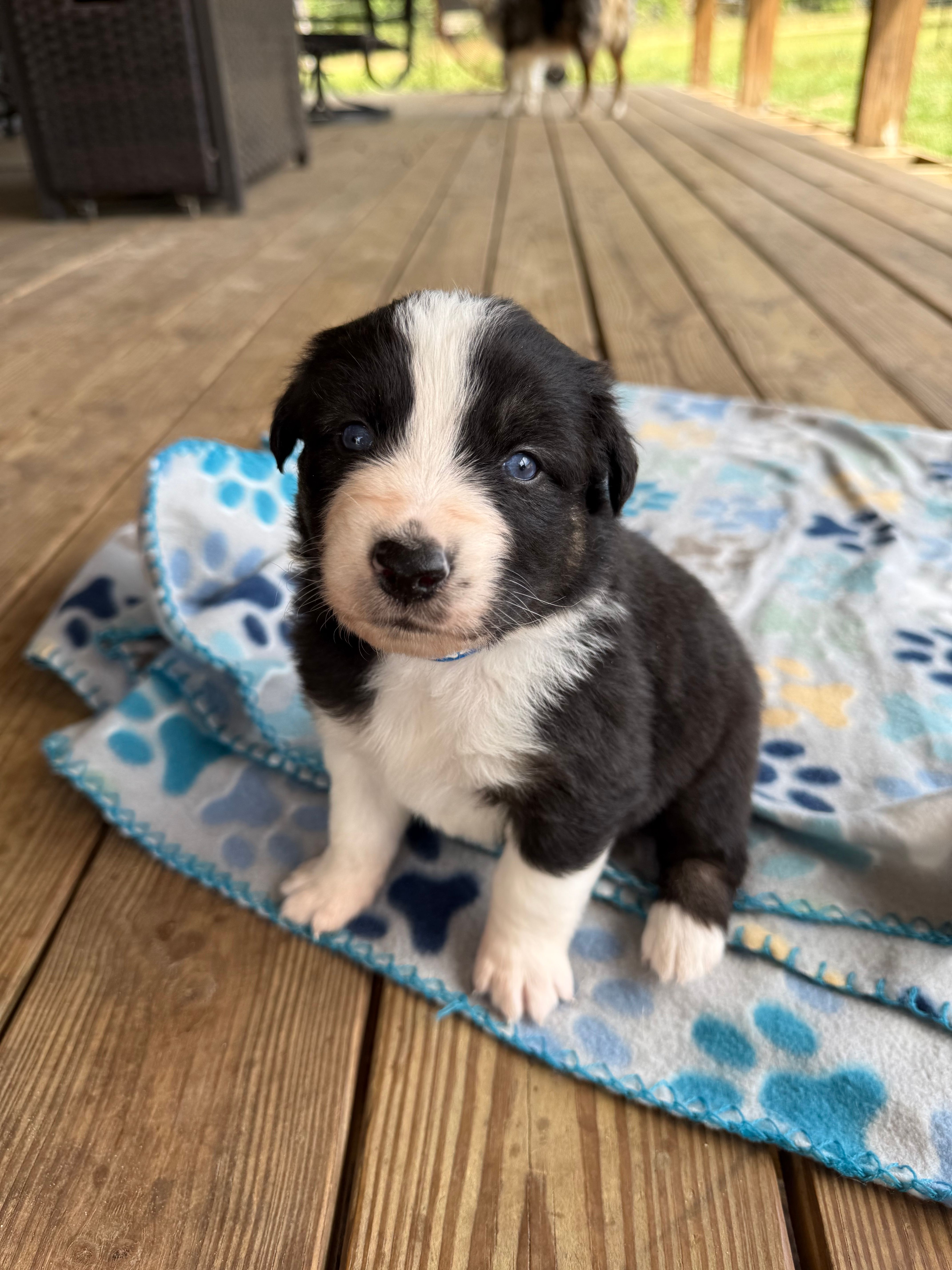 Dark Blue Collar  – Australian Shepherd puppy for sale in Live Oak, FL