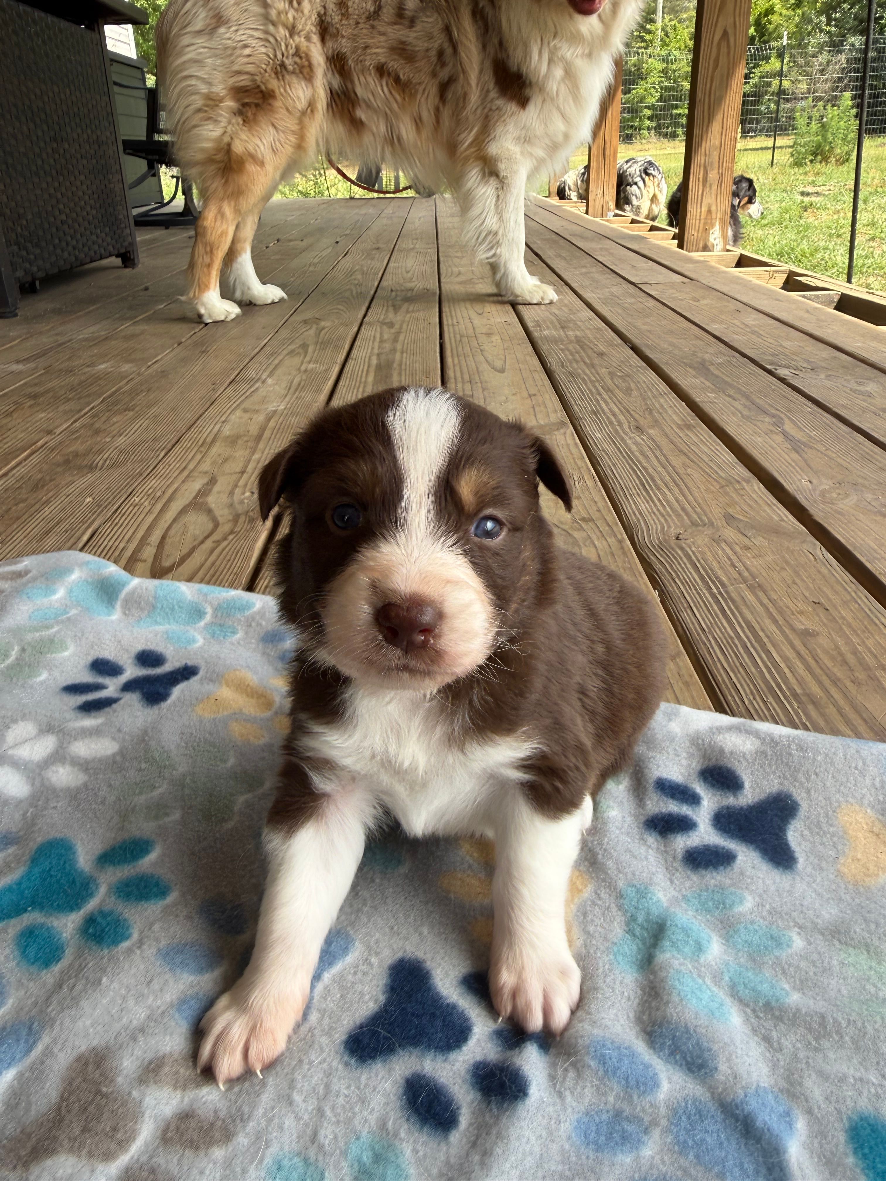 Yellow Collar  – Australian Shepherd puppy for sale in Live Oak, FL