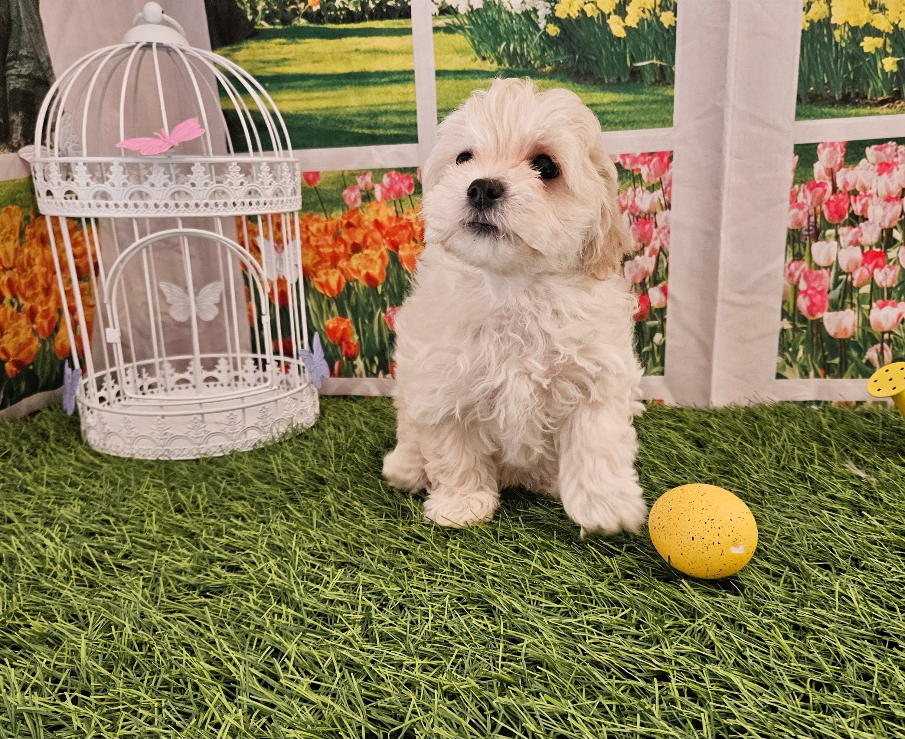 Peedie – Maltipoo puppy for sale in Lead Hill, AR
