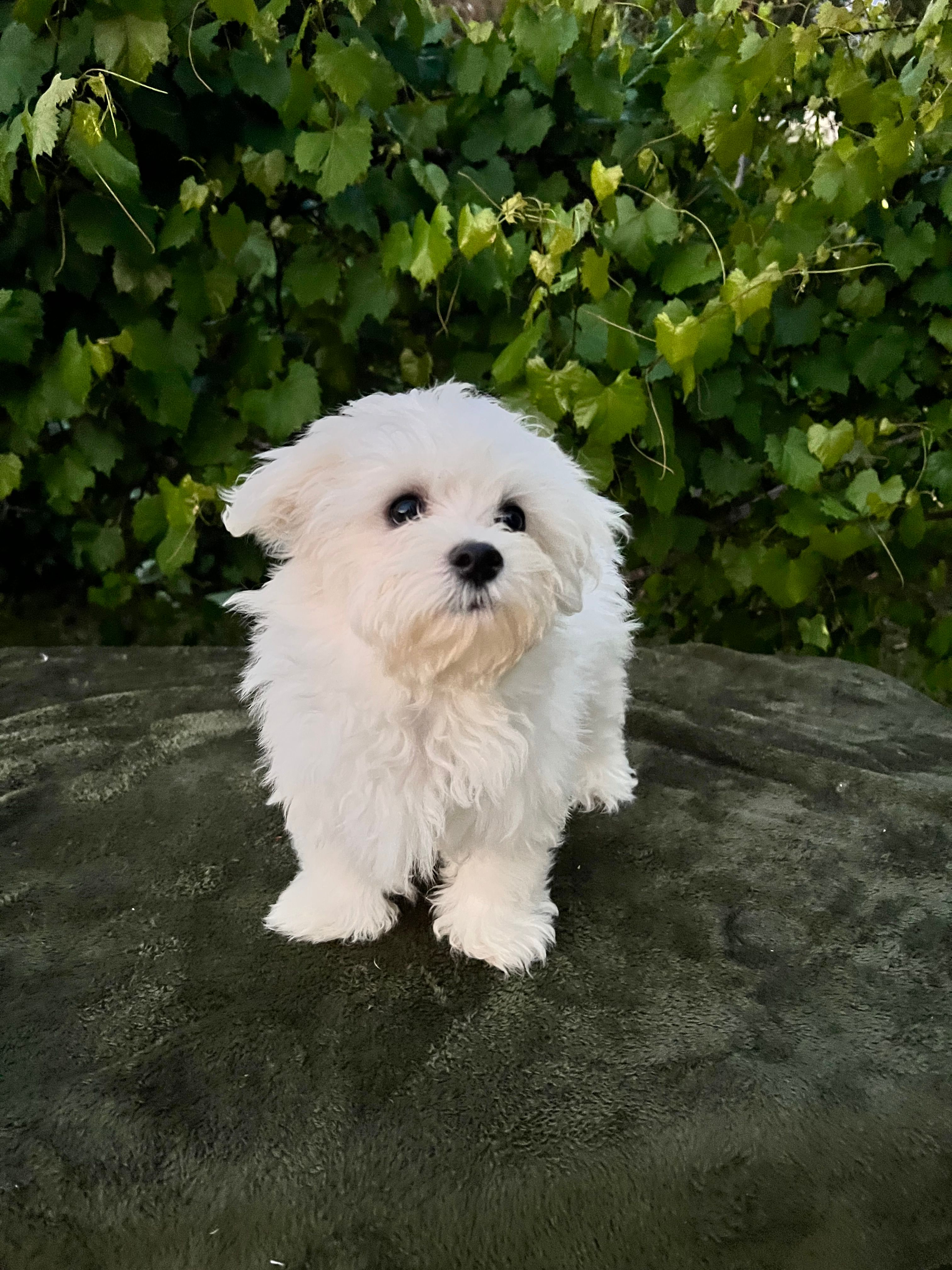 AKC Bobo – Maltese puppy for sale in Yanush, OK