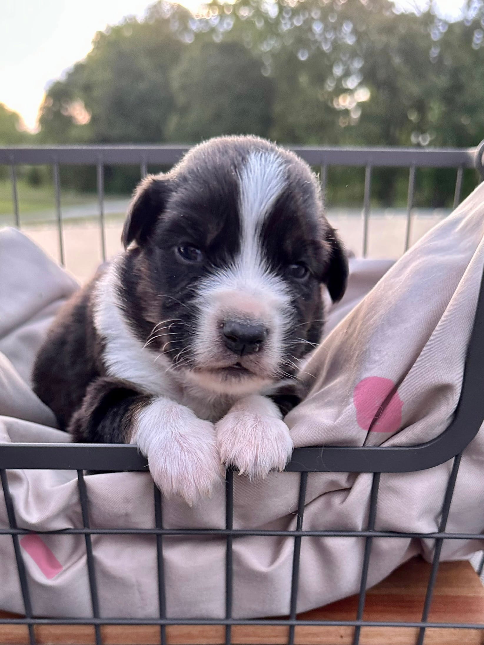 Wilda – Miniature Australian Shepherd puppy for sale in Bowdon, GA