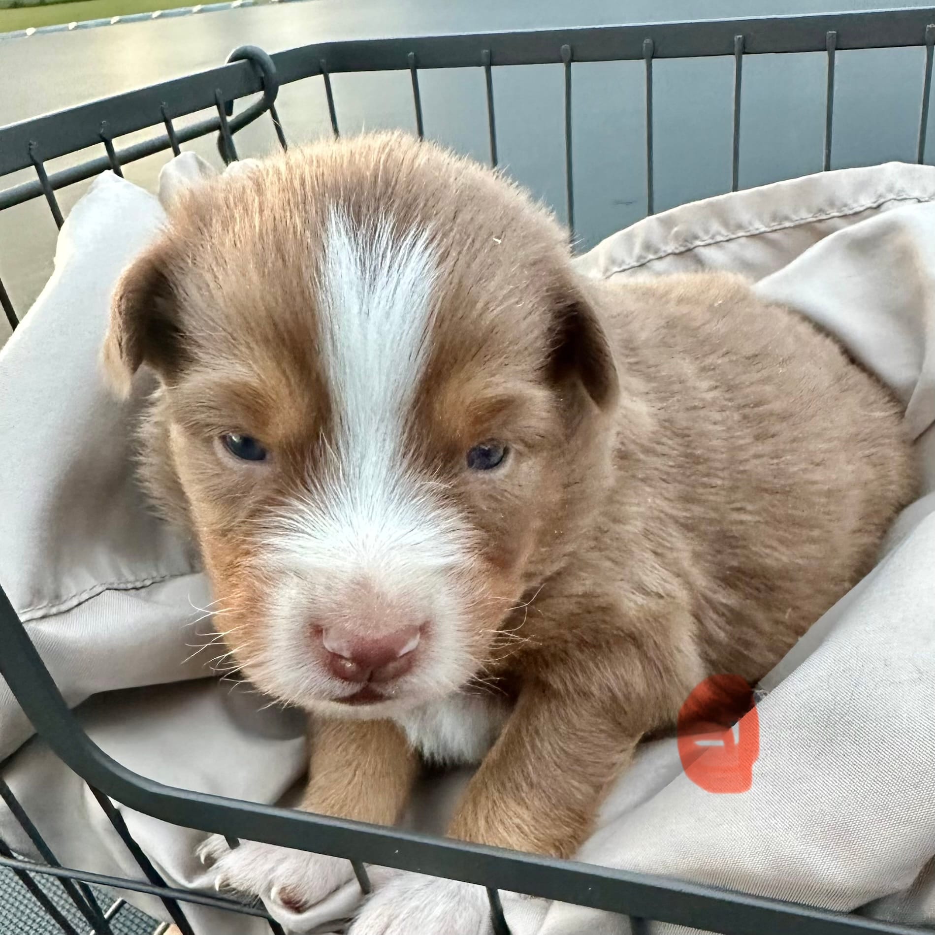 Wrangler  – Miniature Australian Shepherd puppy for sale in Bowdon, GA