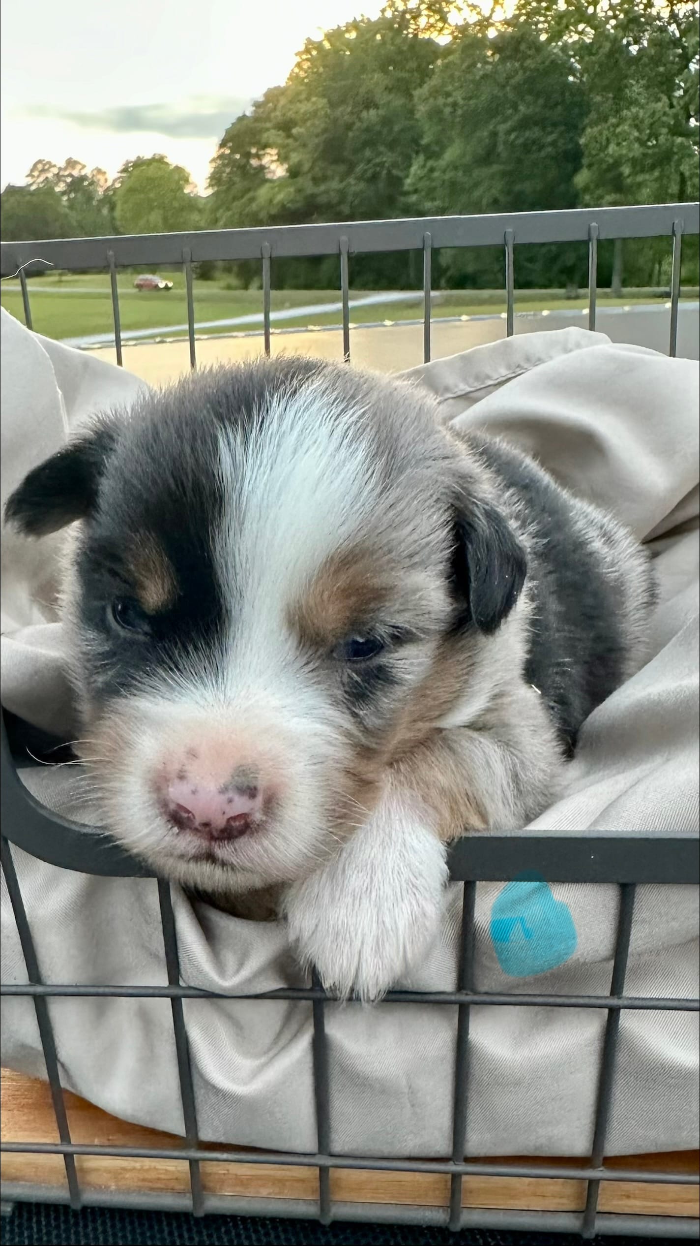 Whiskey – Miniature Australian Shepherd puppy for sale in Bowdon, GA